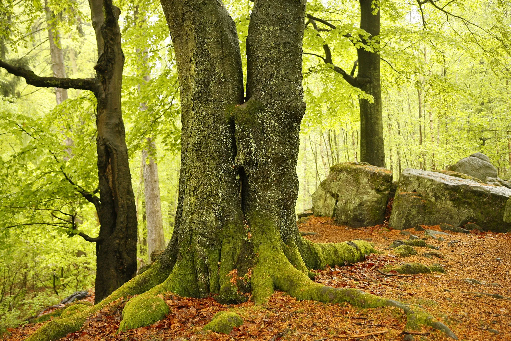 Photo showing: Twin beech in ND-086-NK-EPP "Steinrausche" near Eppelbornn