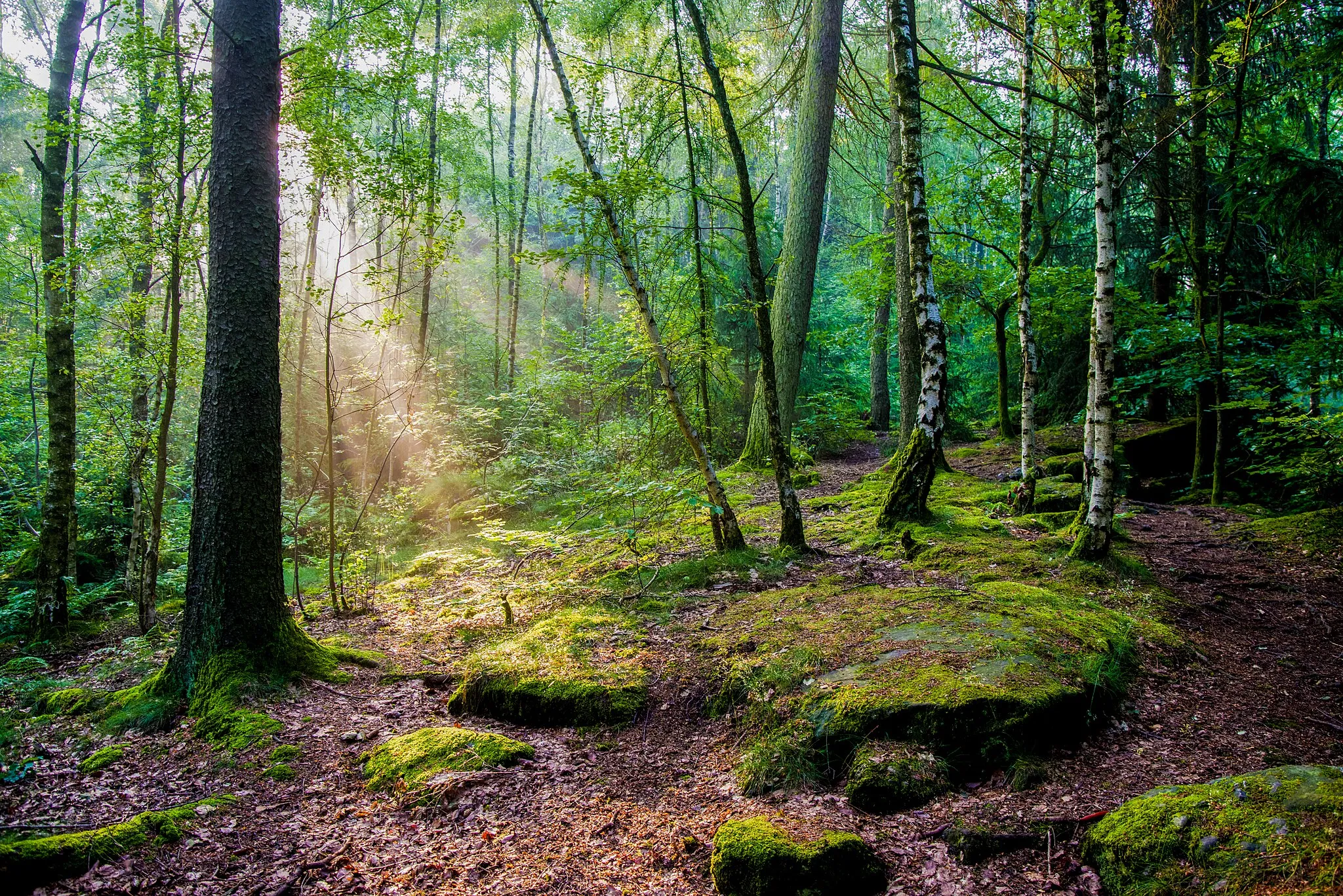 Photo showing: Naturdenkmal Steinrausch