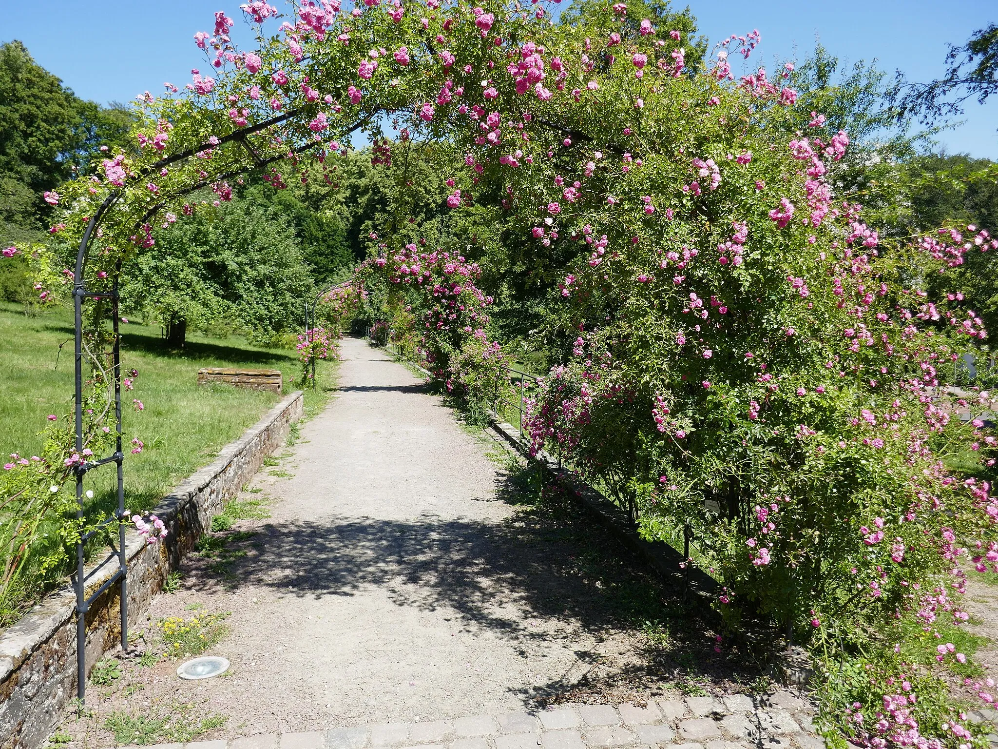 Photo showing: Rosa 'Minnehaha' (Walsh, 1905), flowering in the Wildrosengarten Zweibrücken (Germany)