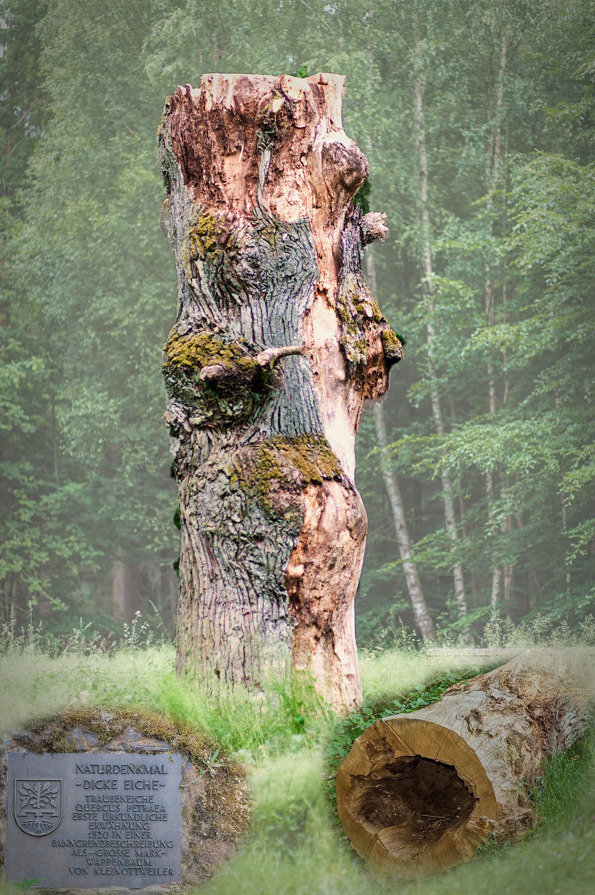 Photo showing: „Dicke Eiche“, Kleinottweiler/Saarpfalzkreis. Leider bleibt von diesem Naturdenkmal immer weniger übrig. Dies der Stand 2014.