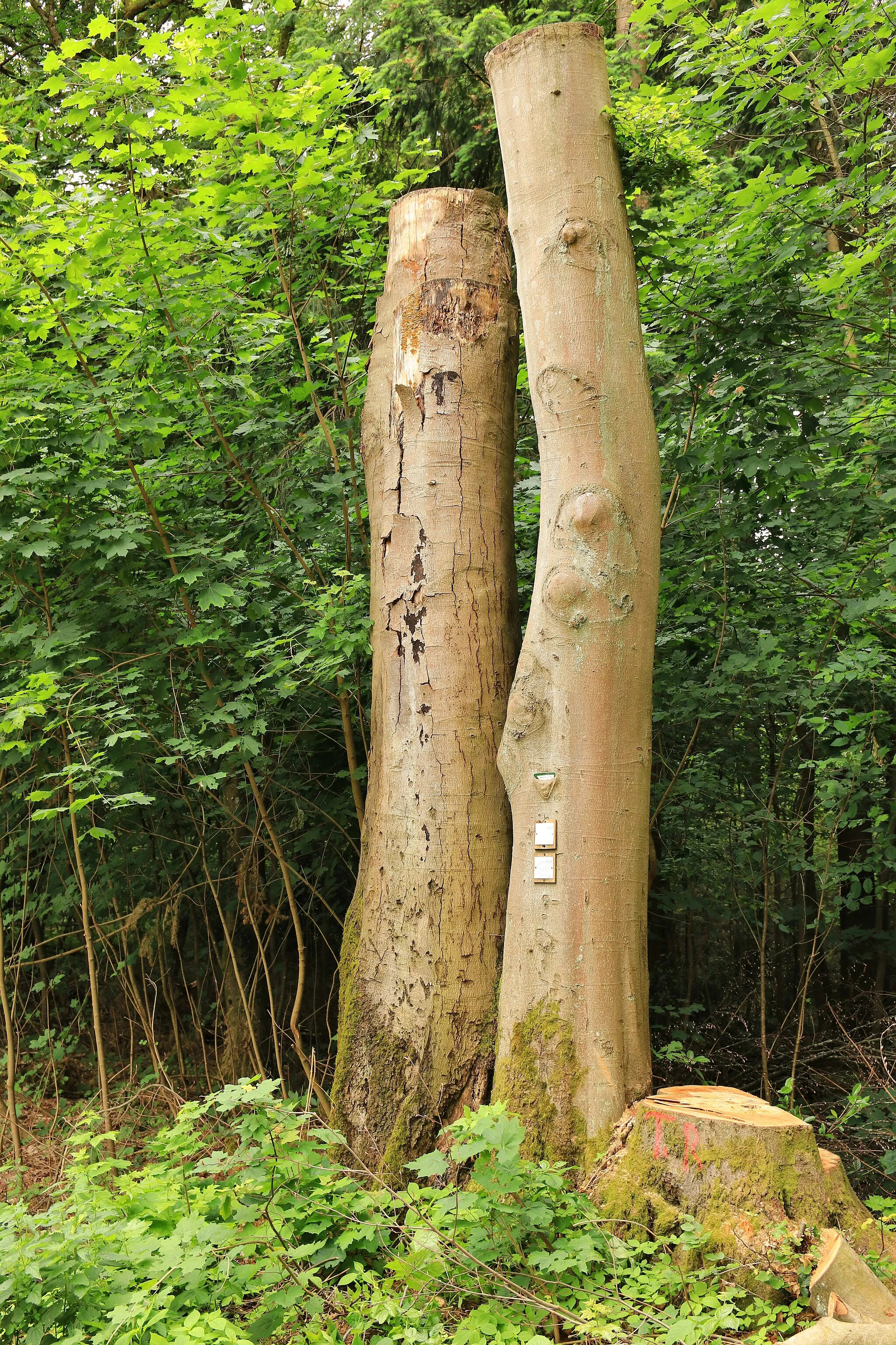 Photo showing: Former natural monument "Four old beeches on one floor, one old pond" in front of the fairground in Britten.