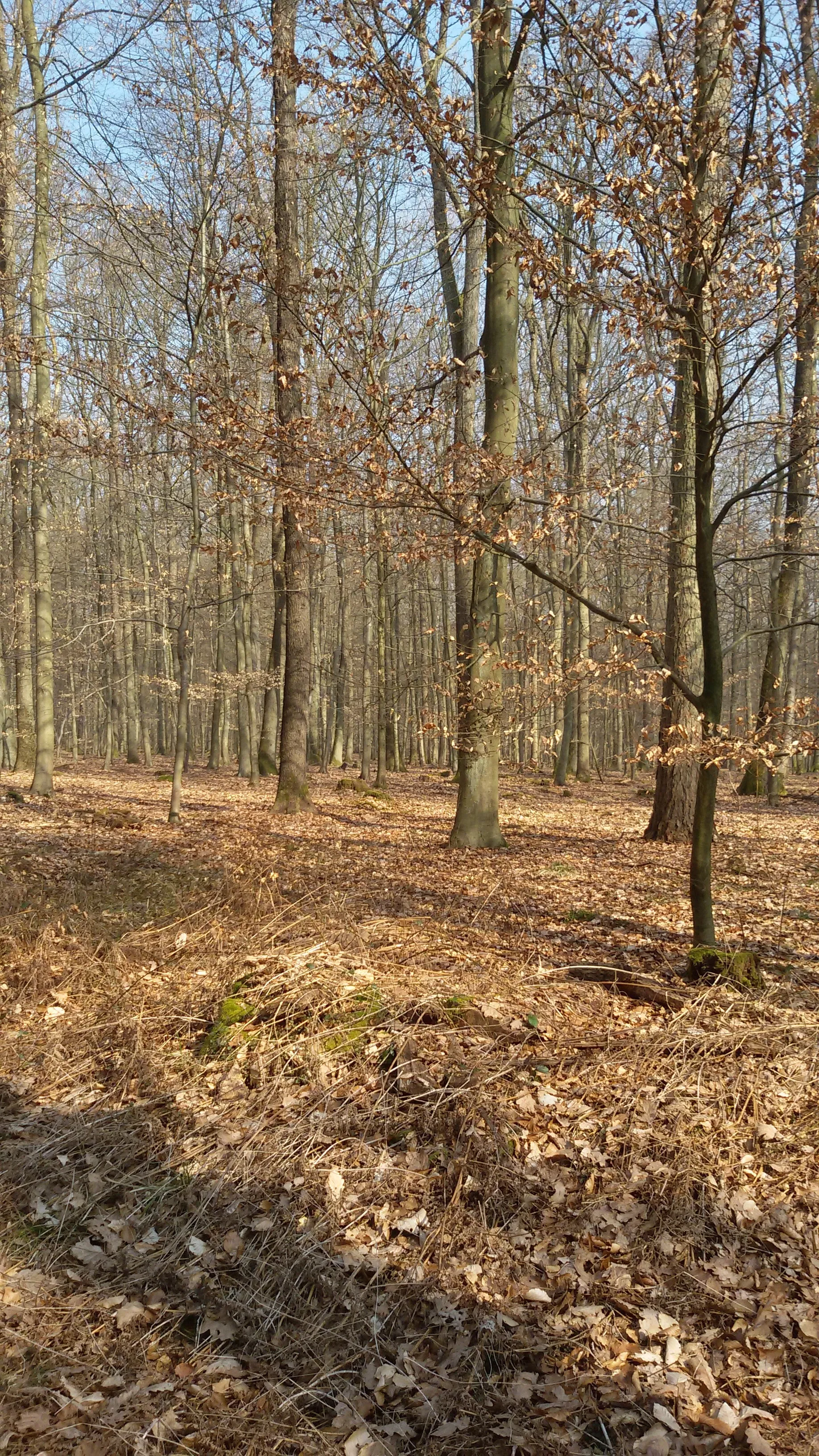 Photo showing: Wald bei der Radrennstrecke