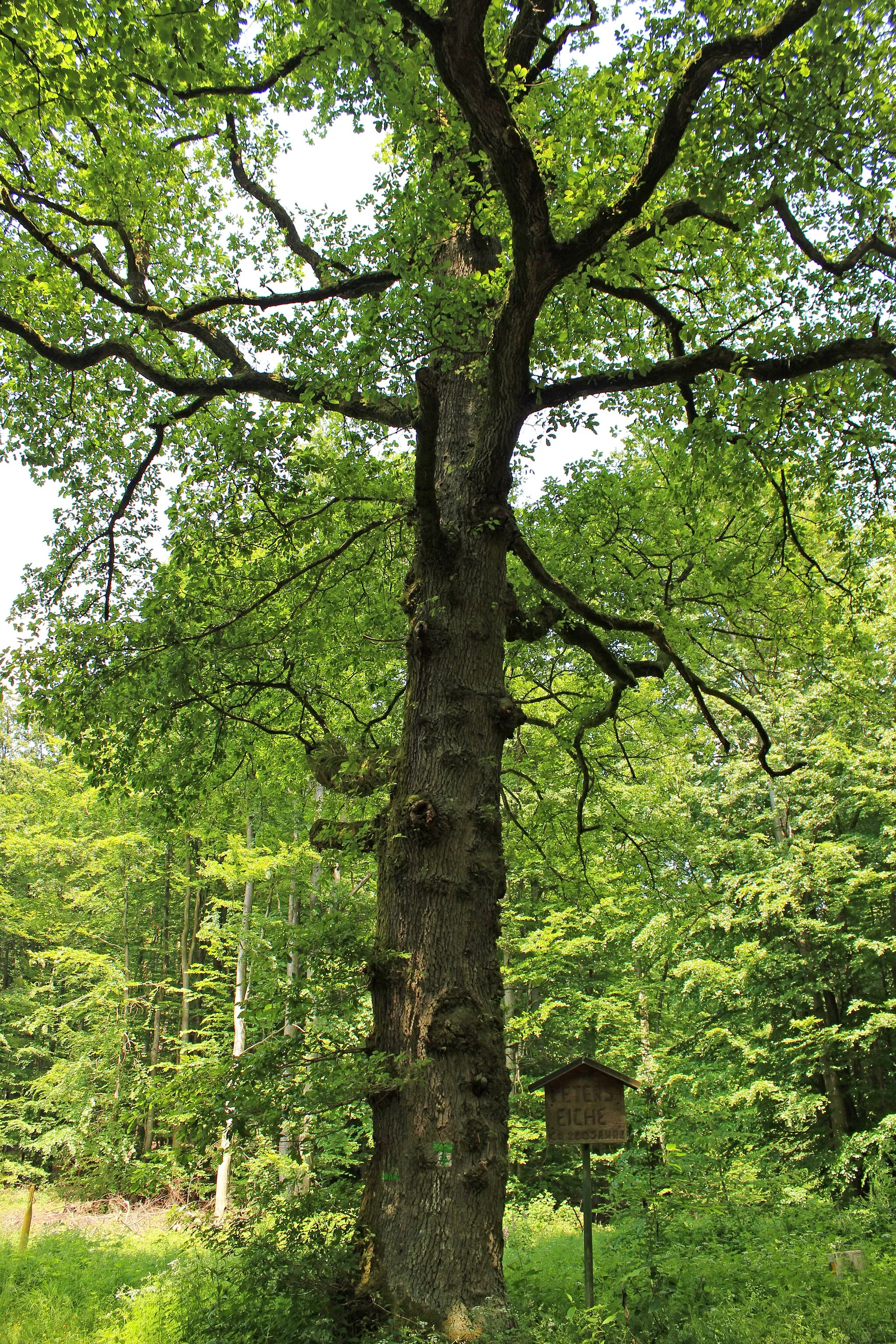 Photo showing: Die über 200 Jahre alte Peterseiche im Kirkeler Wald.