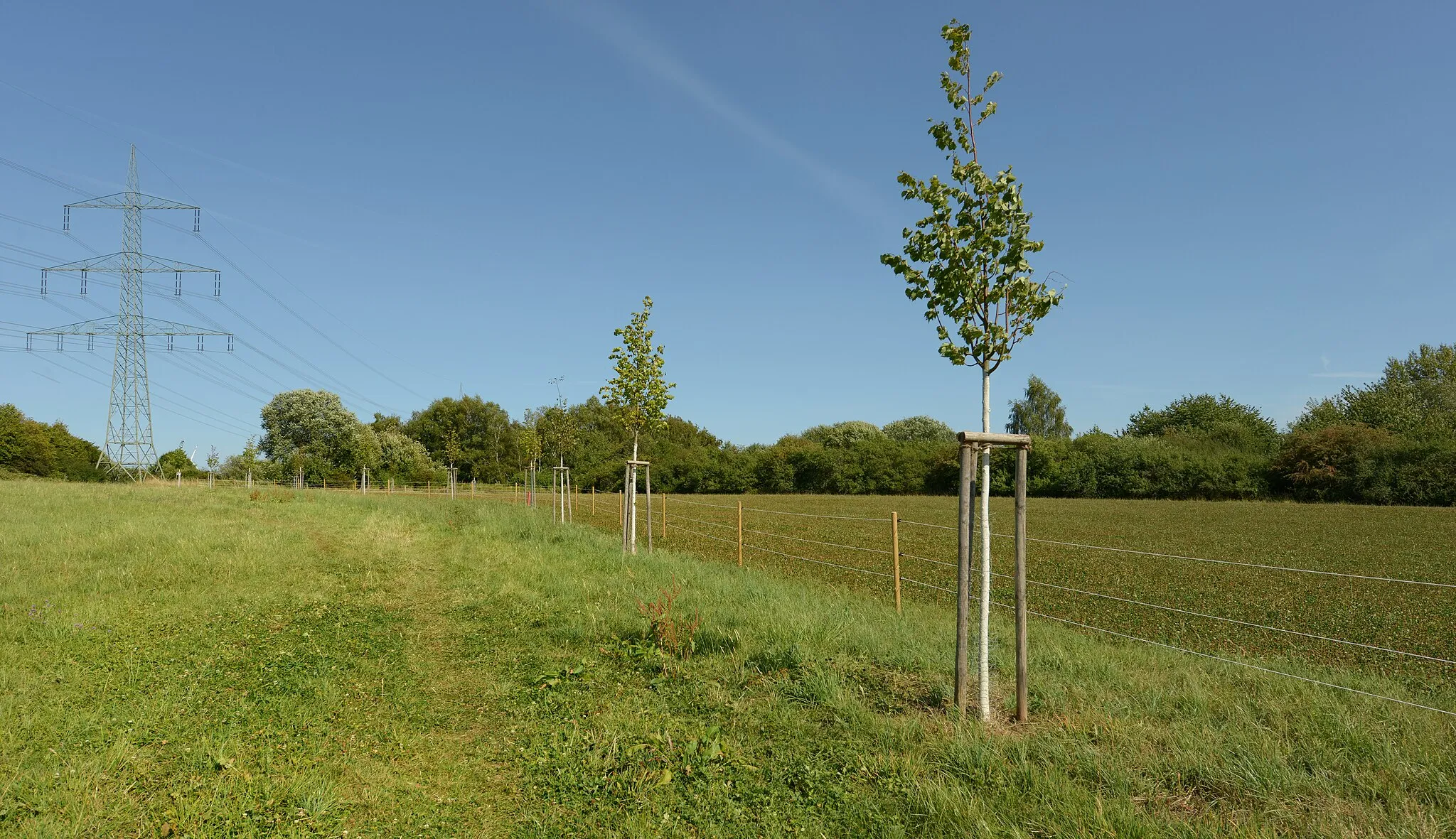 Photo showing: Das Naturschutzgroßprojekt Landschaft der Industriekultur Nord (LIK.Nord) pflanzte 2017 zwischen Wemmetsweiler und Stennweiler 16 Sommer- und Winterlinden entlang des zukünftigen Entdeckerpfads (2018).