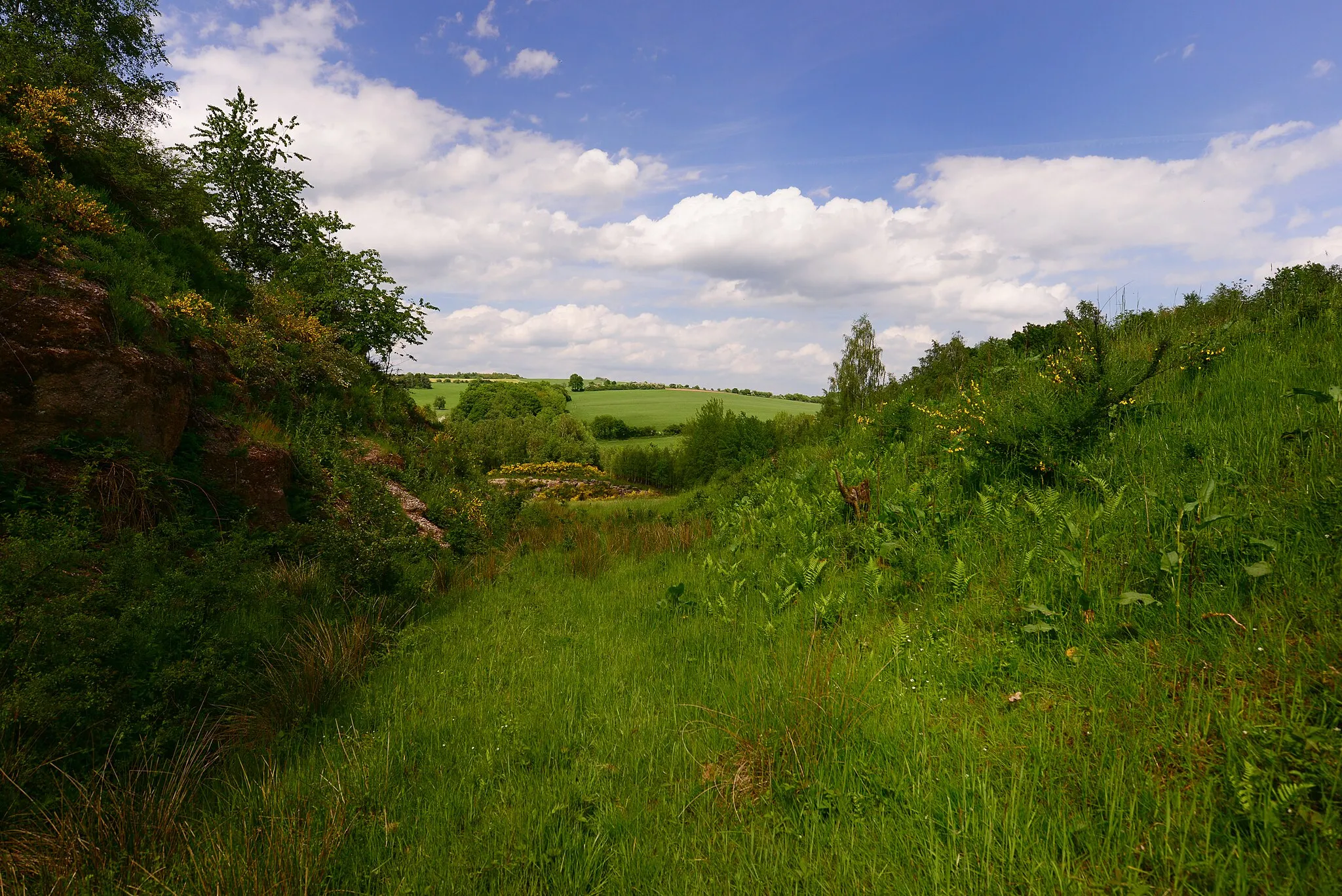 Photo showing: Westliche Grenze der ehemaligen Kiesgrube Hirzweiler (Ortsteil von Illingen), Blickrichtung Norden im Naturschutzgebiet "Täler der Ill und ihrer Nebenbäche".