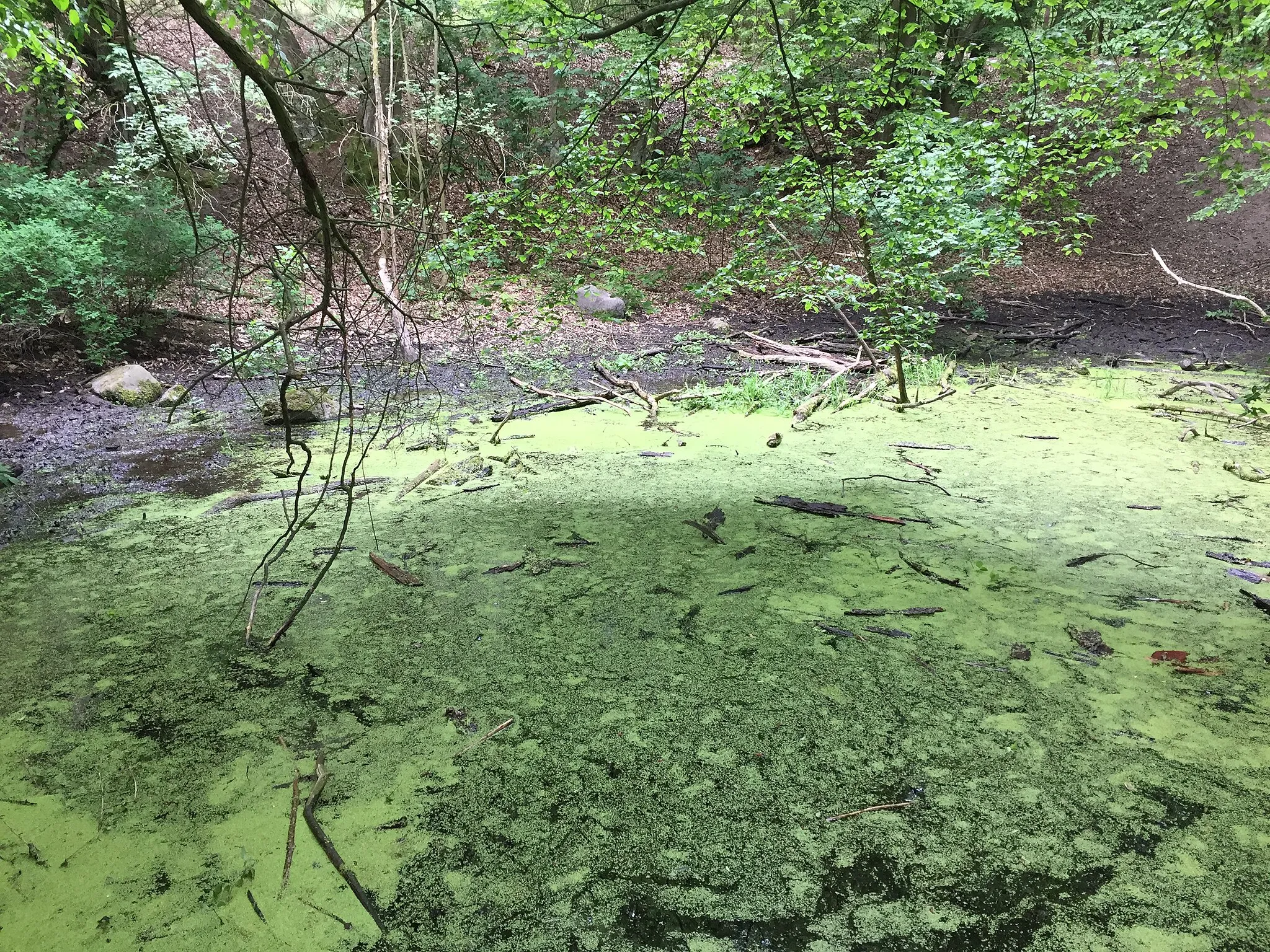 Photo showing: Quelle im Wald