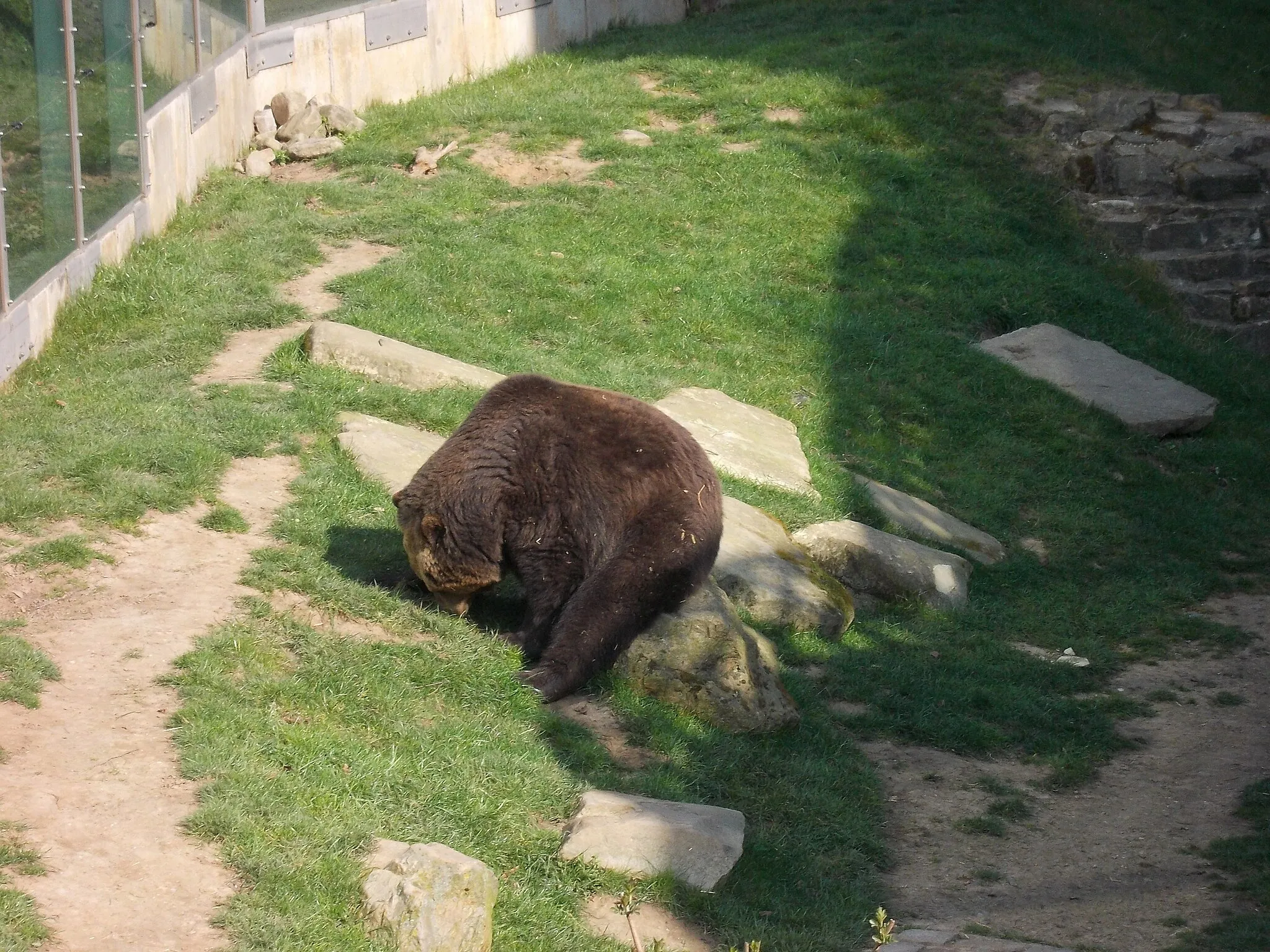 Photo showing: Brown bear in the bear pit of Droyssig castle (district: Burgenlandkreis, Saxony-Anhalt)