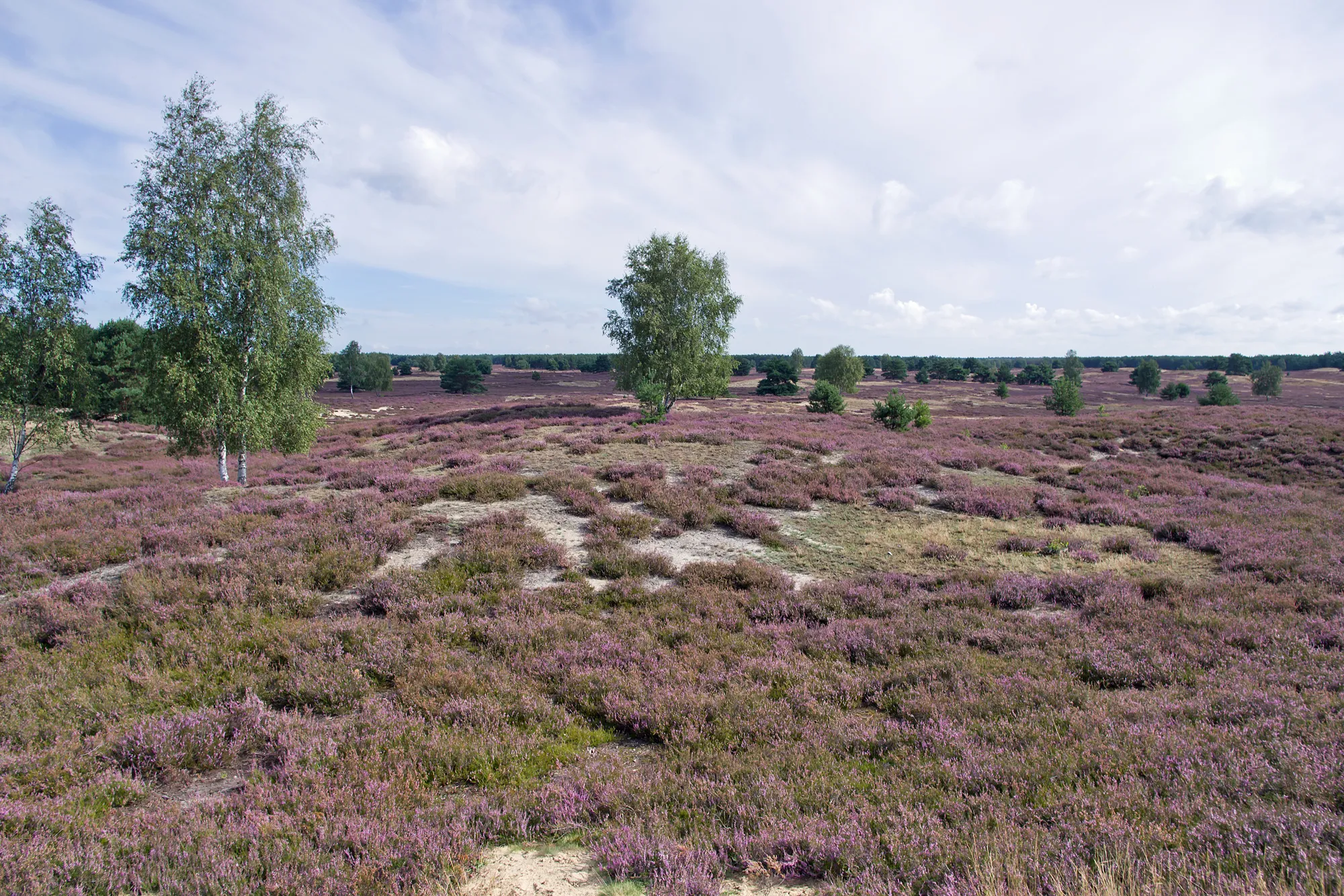 Photo showing: Sandy landscape Nemitzer Heide (Nemitz Heathland) with aspect of flowering Common Heather, Calluna vulgaris. Area developed after forest fires in 1975.