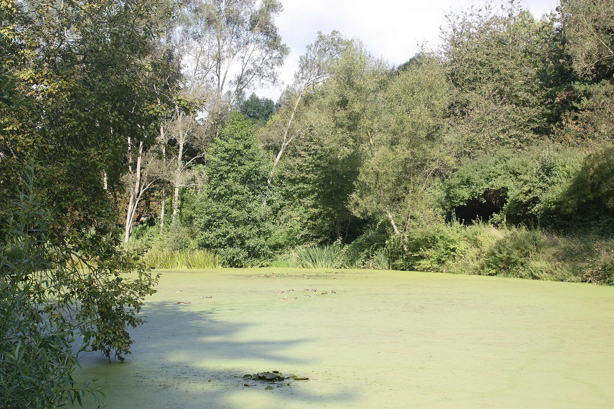 Photo showing: Ziegelrode (Ahlsdorf), pond in the "Grund"