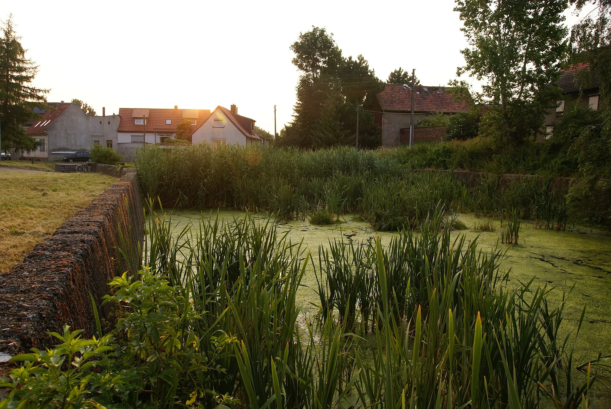 Photo showing: Blick auf dem Dorfteich des Dorfes Siersleben im Landkreis Mansfeld-Südharz,Aufnamezeitpunkt war gegen 6 uhr Morgens