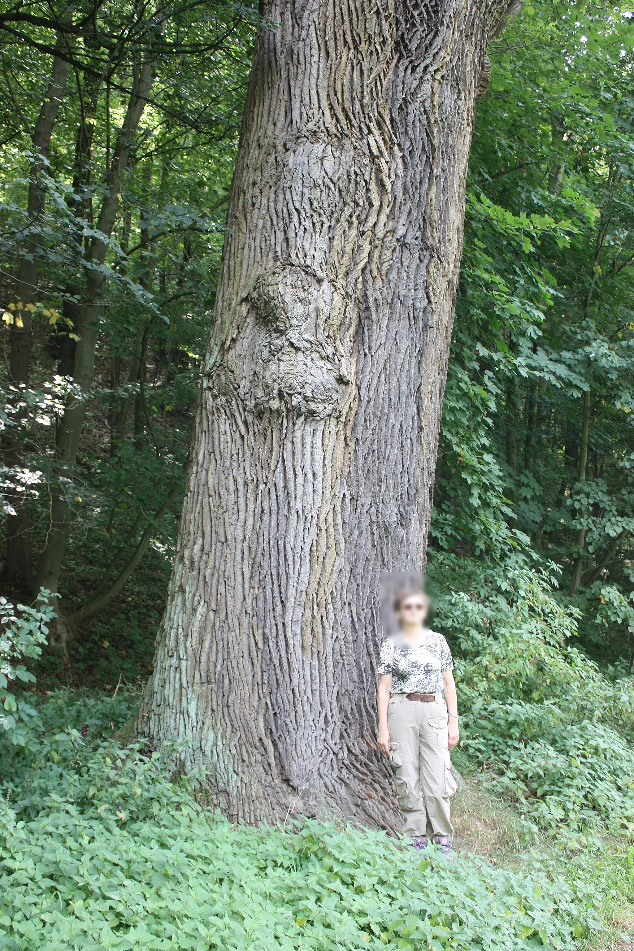 Photo showing: Tröbsdorf (Laucha), oak trunk