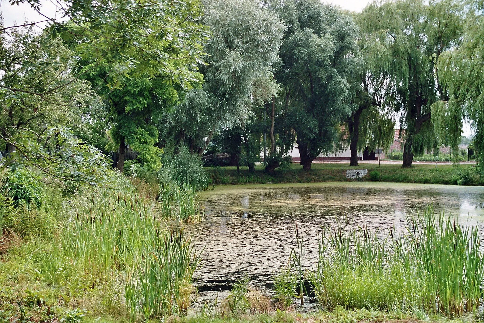 Photo showing: Wedlitz (Nienburg), the village pond