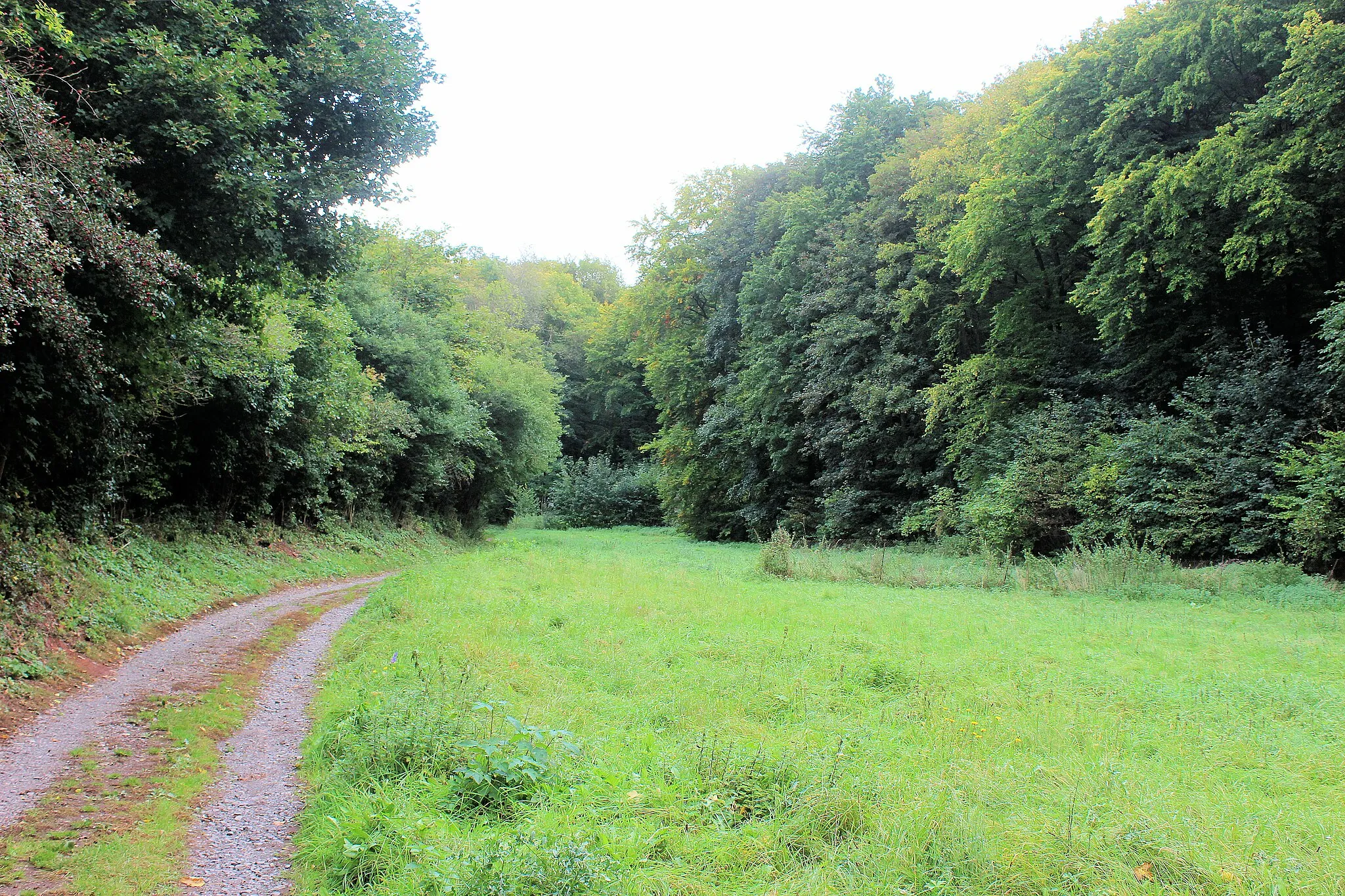 Photo showing: Grillenberg (Sangerhausen), the valley "Langes Tal"