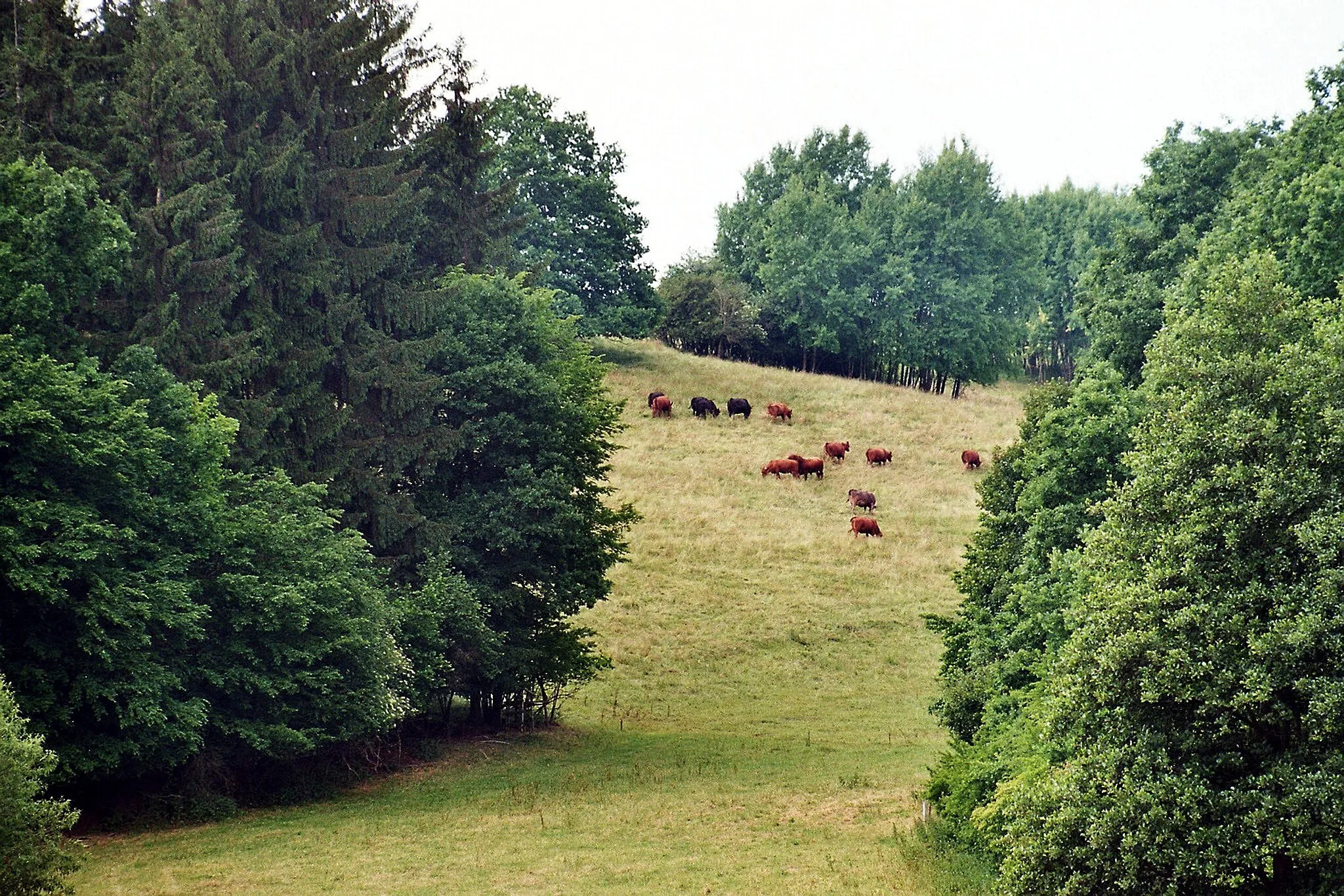 Photo showing: Abberode (Mansfeld), forest meadow