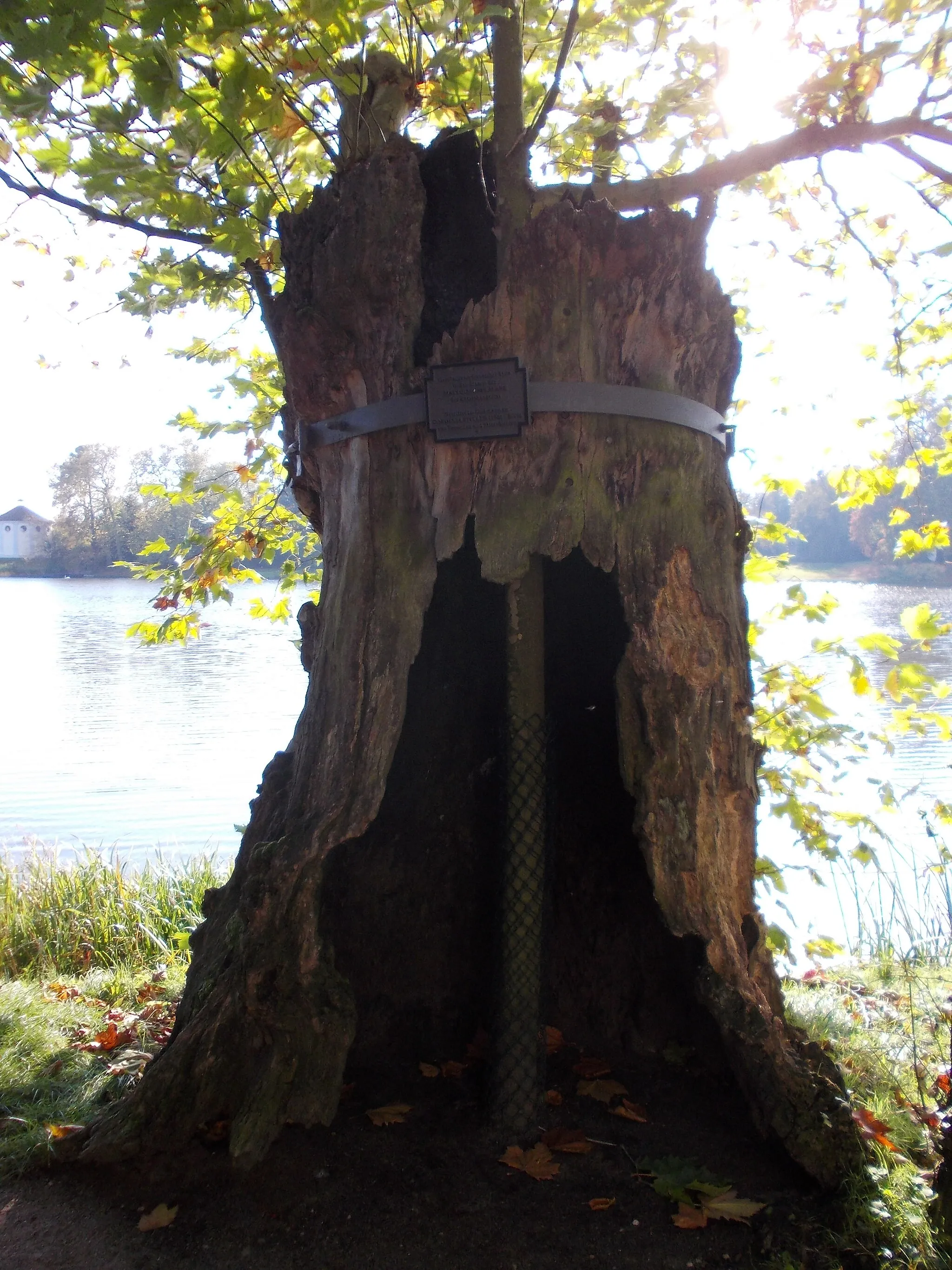 Photo showing: The remains of Mattheson's plane-tree on the gardens of Wörlitz, with a new tree planted into the old trunk