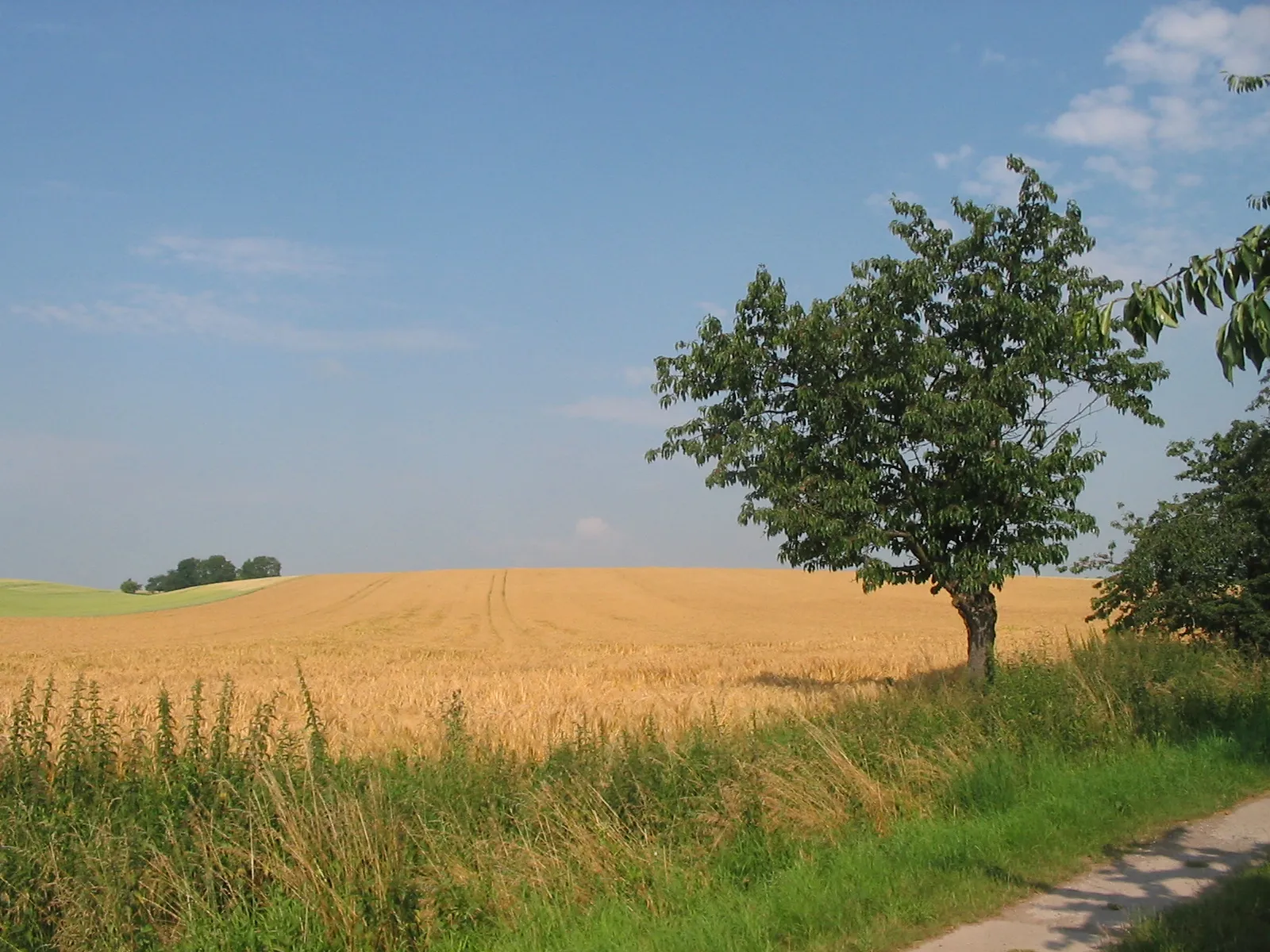 Photo showing: Landschaftsschutzgebiet Hohes Holz / Saures Holz mit östlichem Vorland bei Seehausen/Börde