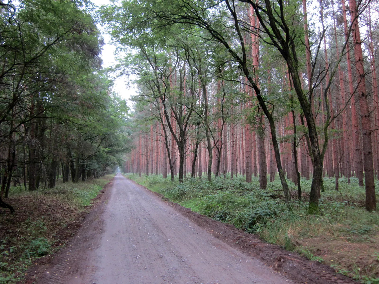 Photo showing: Steckby-Lödderitzer wood. Near Aken (Elbe), Sachsen-Anhalt, Germany.