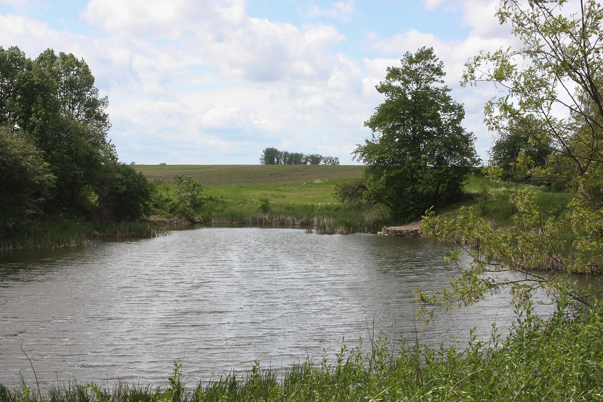 Photo showing: Tollwitz (Bad Dürrenberg), the pond "Herrenteich"