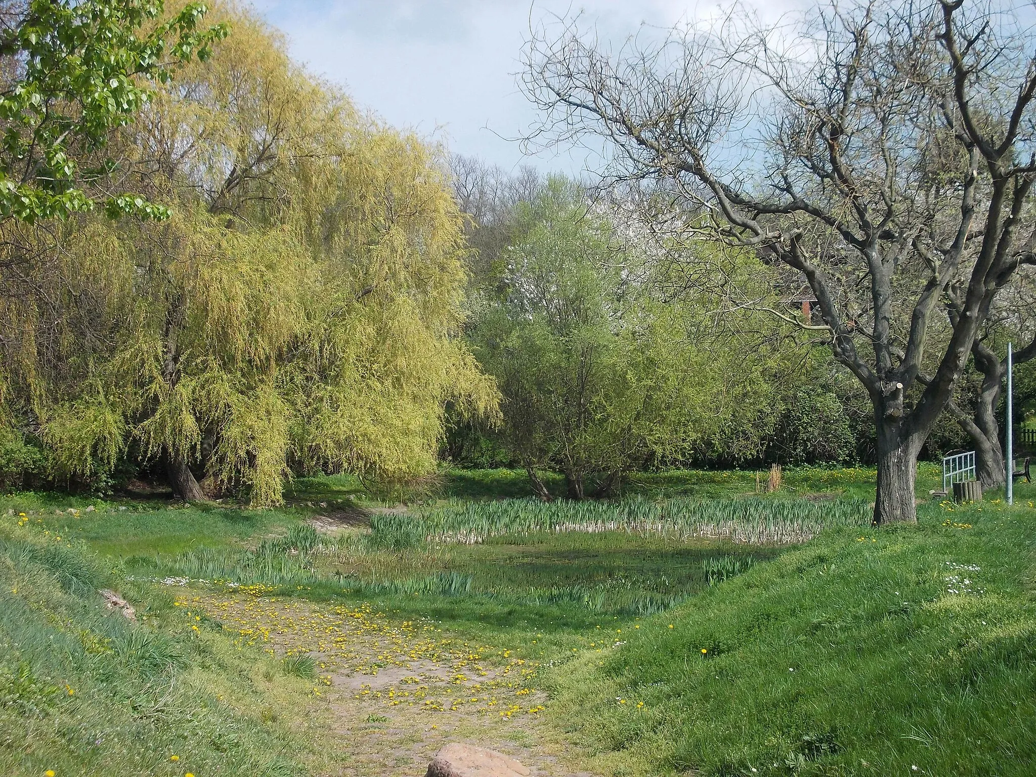 Photo showing: Pond in Nehlitz (Petersberg, district: Saalekreis, Saxony-Anhalt)