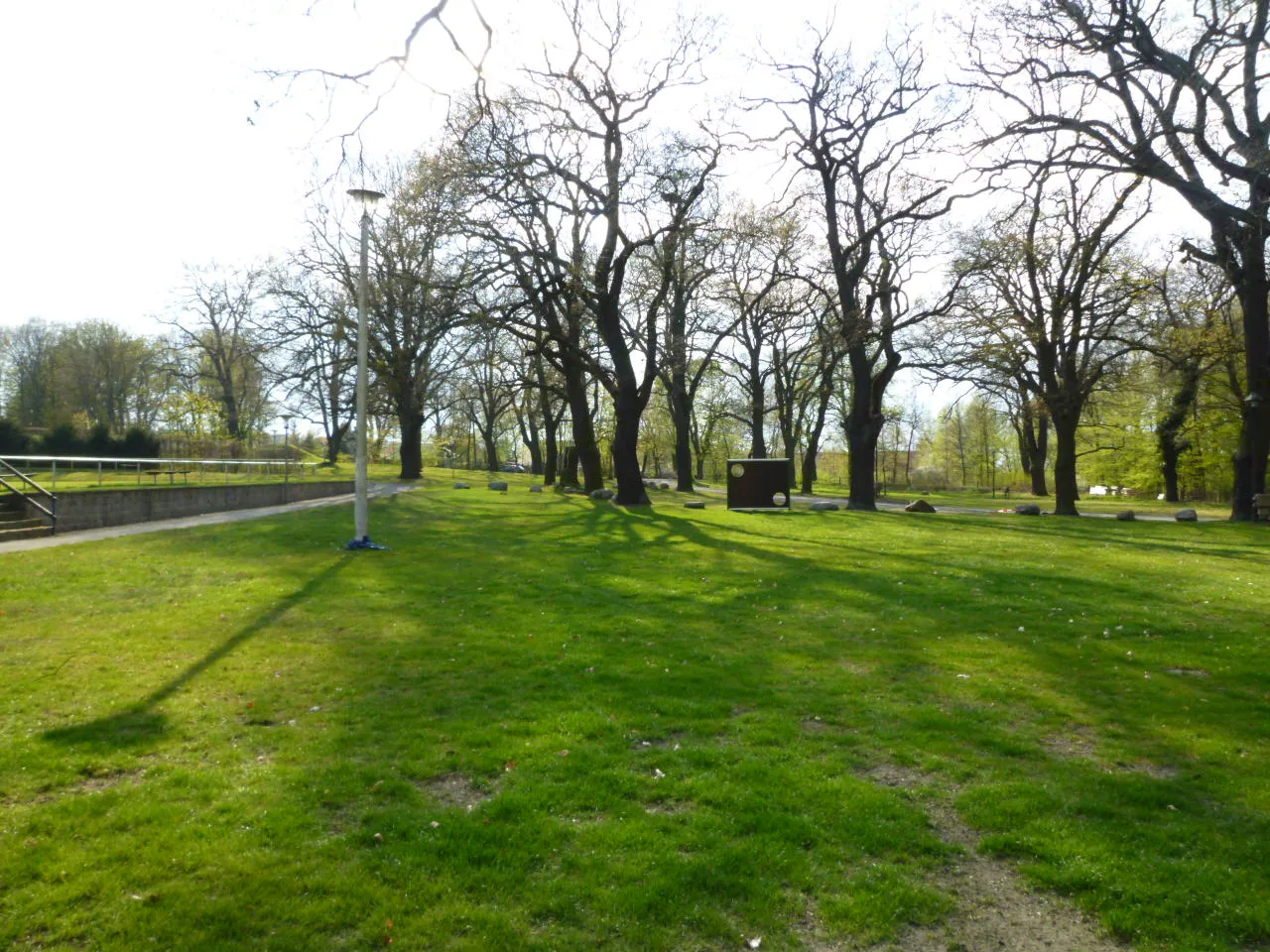 Photo showing: Alteichenbestand am Sportlerheim in Calvörde-Velsdorf