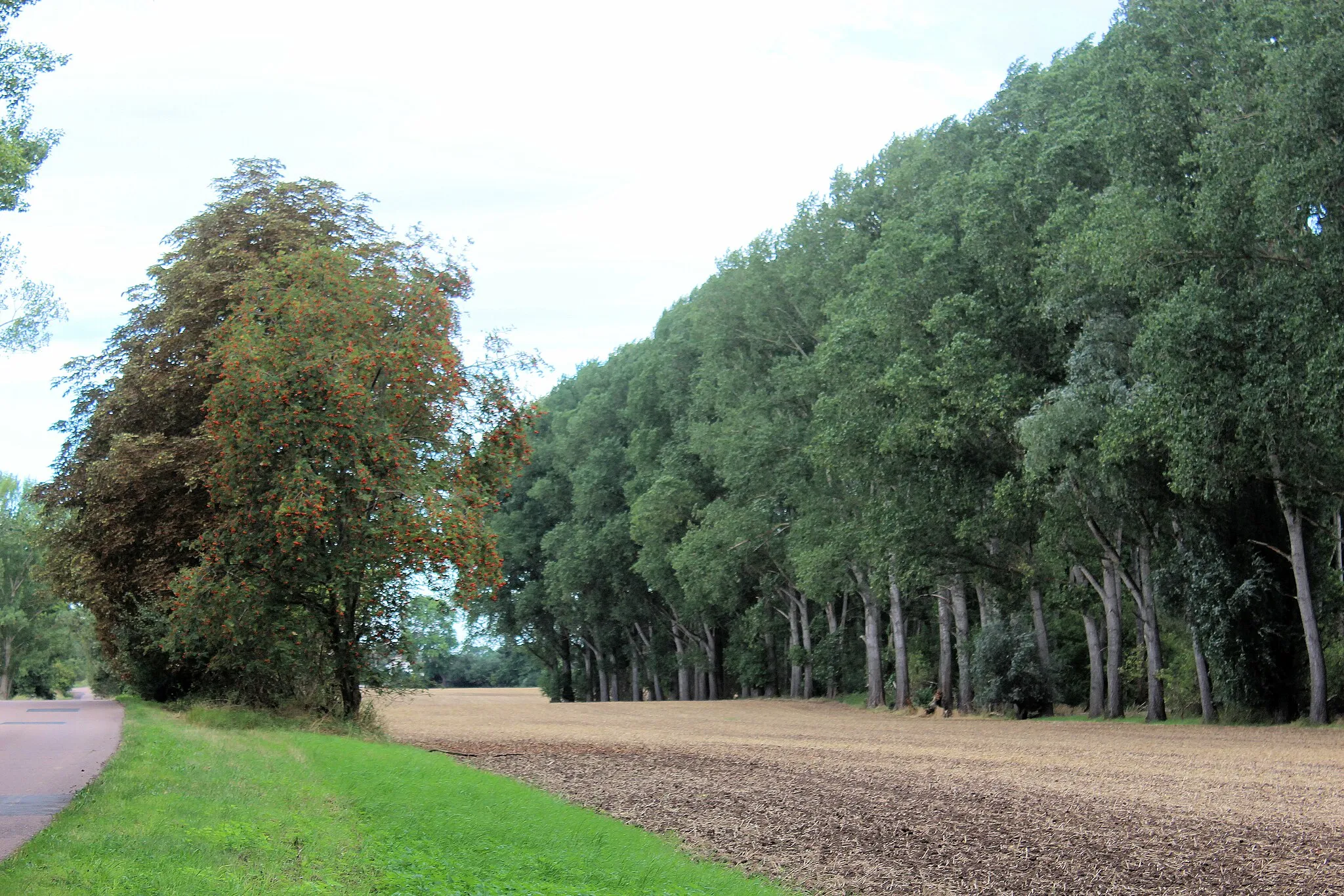 Photo showing: Dederstedt, poplar forest and rowan tree