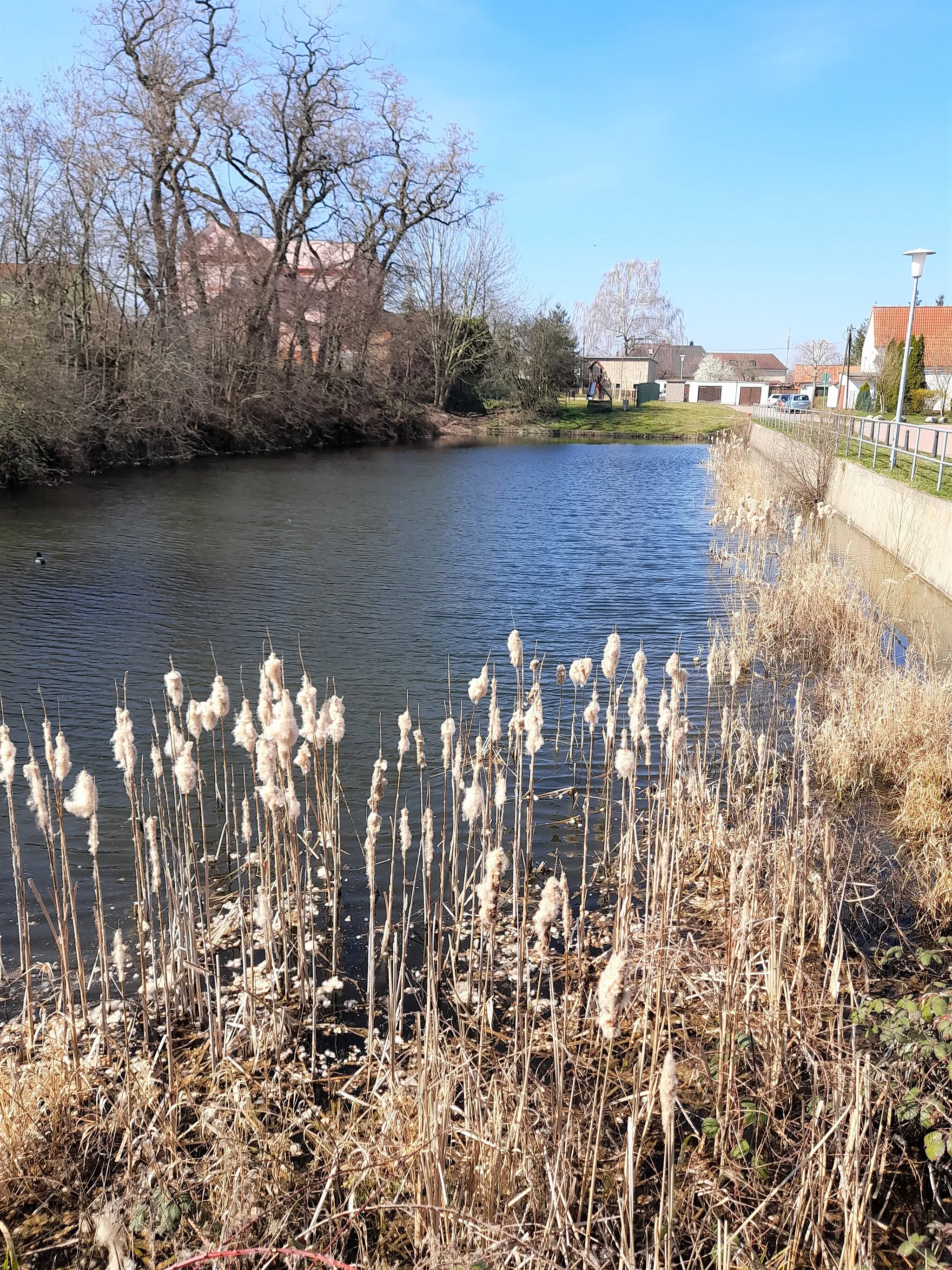 Photo showing: Dorfteich in Schwoitsch (Kabelsketal), Saalekreis