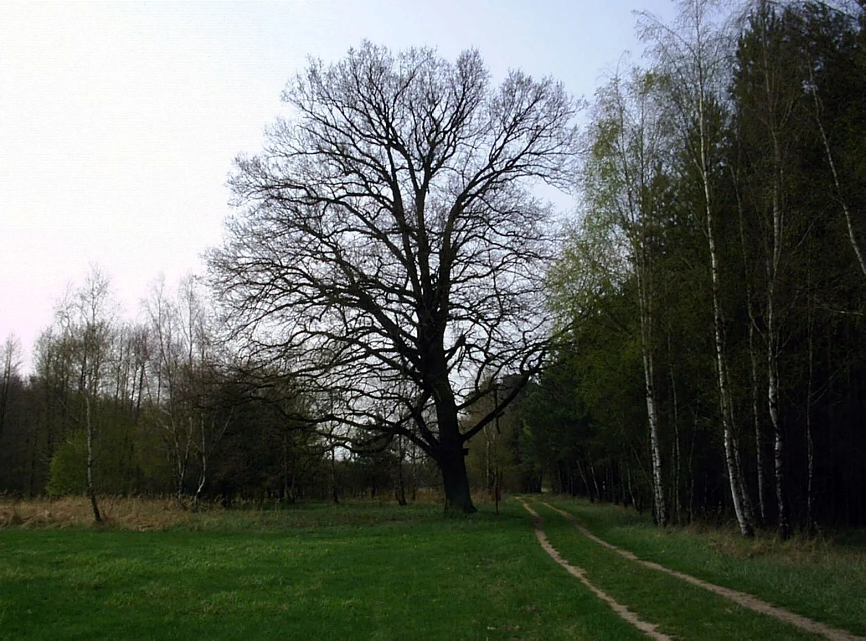 Photo showing: The Carola oak on the River Plane is located northwest of the village Rädigke in the High Flaeming (Brandenburg, Germany)