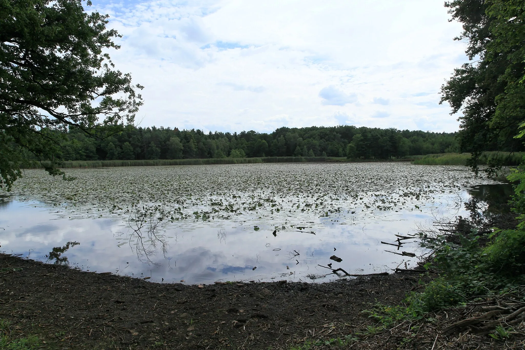 Photo showing: Brauhausteich am Schlosspark, Straße Reinharz in Reinharz, Bad Schmiedeberg