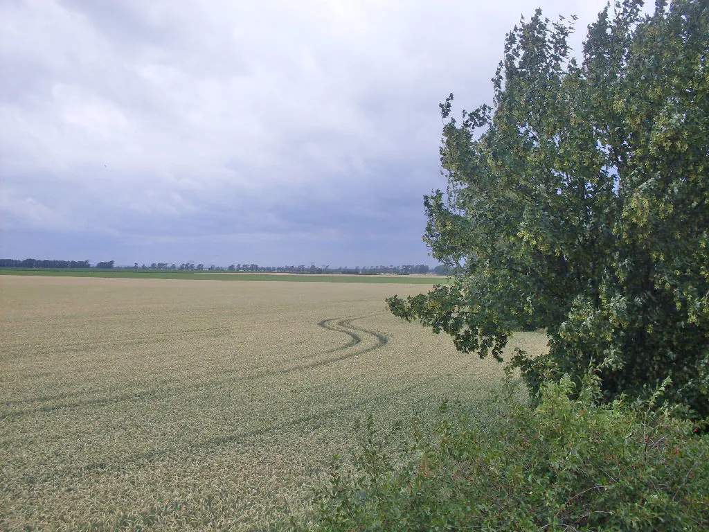 Photo showing: View from Monarchenhügel (literrally "monarch hill") heading to Großgörschen over the Battle of Lützen (1813) battlefield