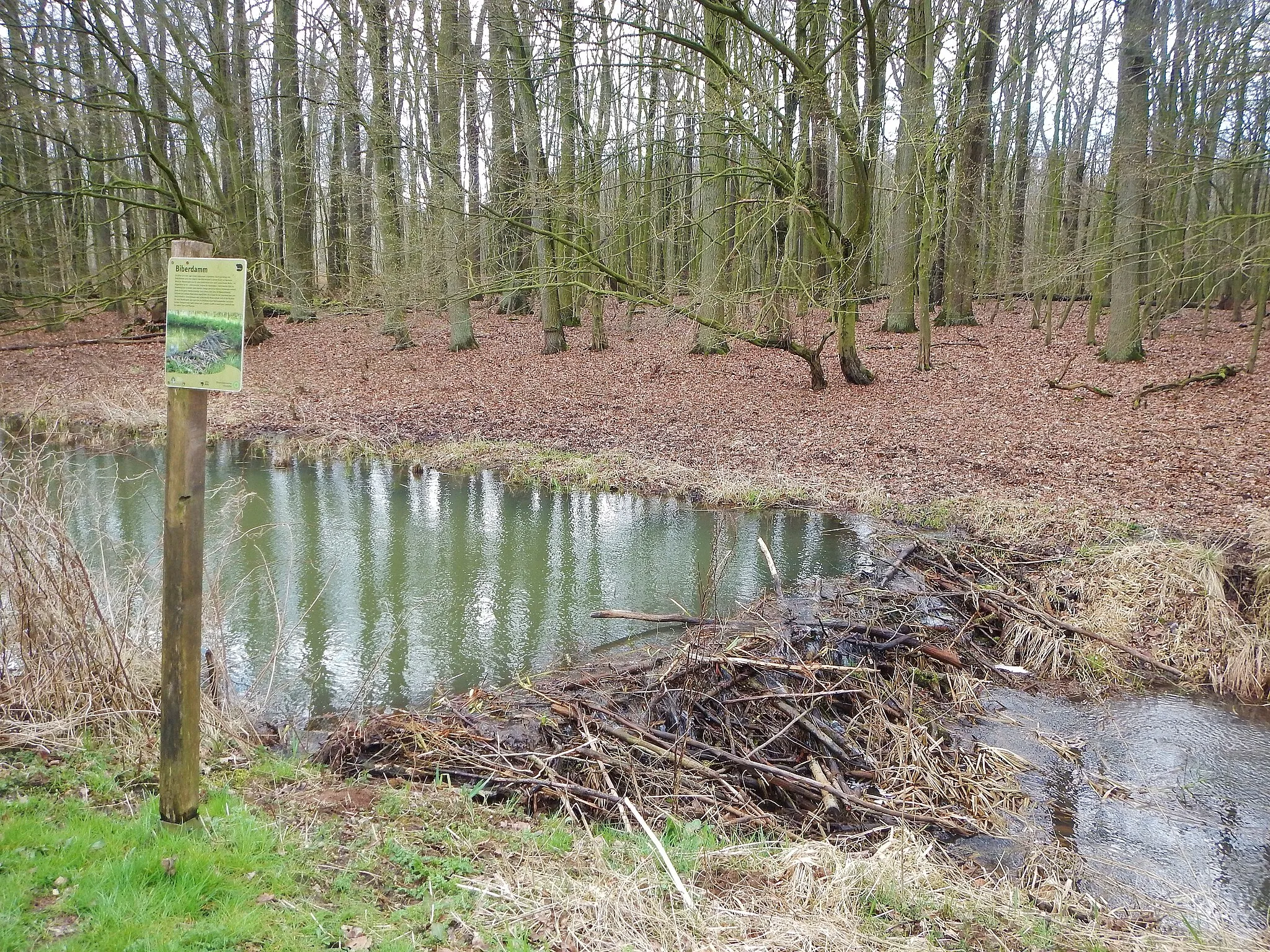 Photo showing: Biberdamm beim Landeskulturgraben