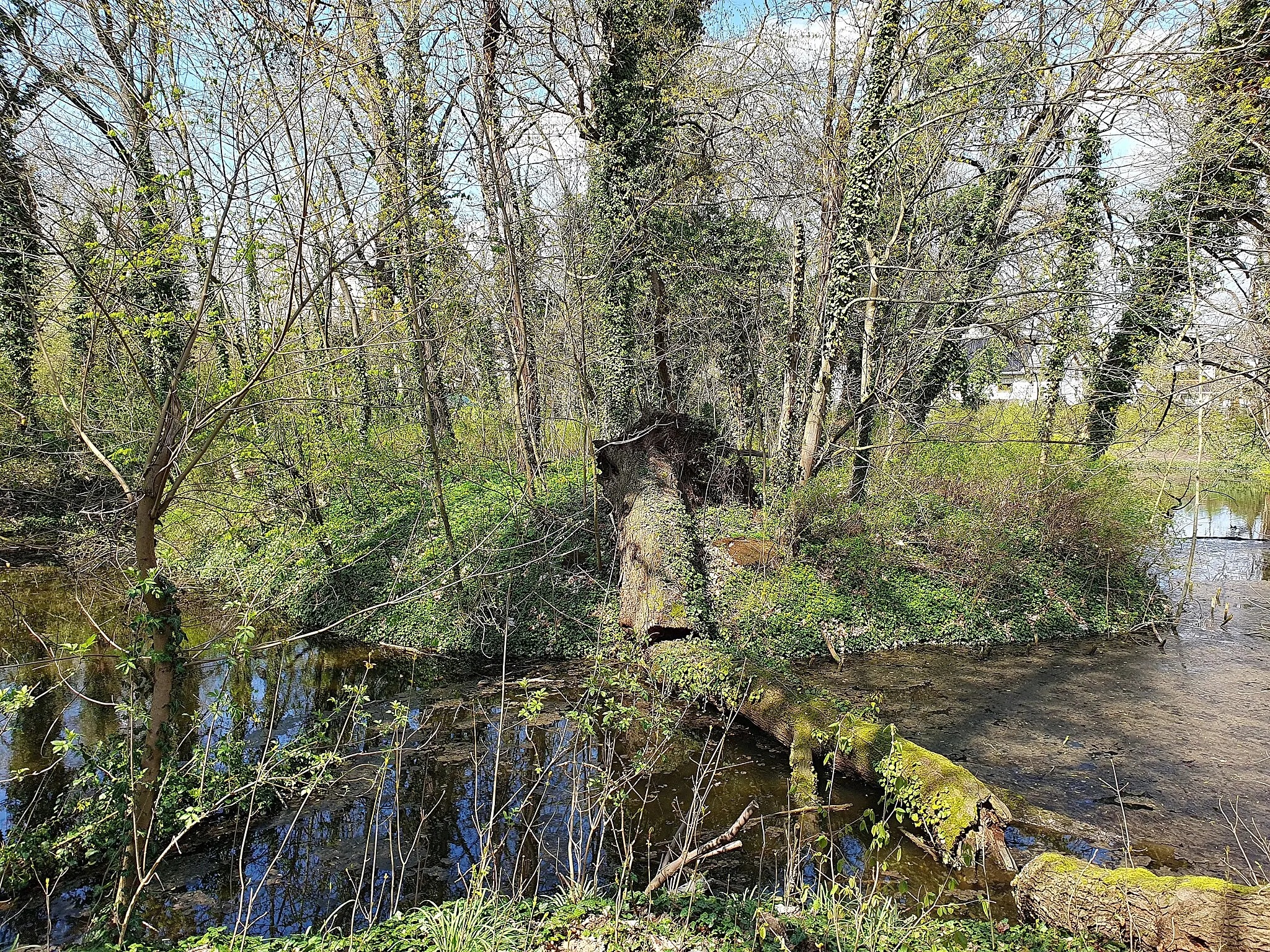Photo showing: geschützter Landschaftsbestandteil im Burgenlandkreis: Parkanlage in Hollsteitz, Gemeinde Kretzschau, Sachsen-Anhalt