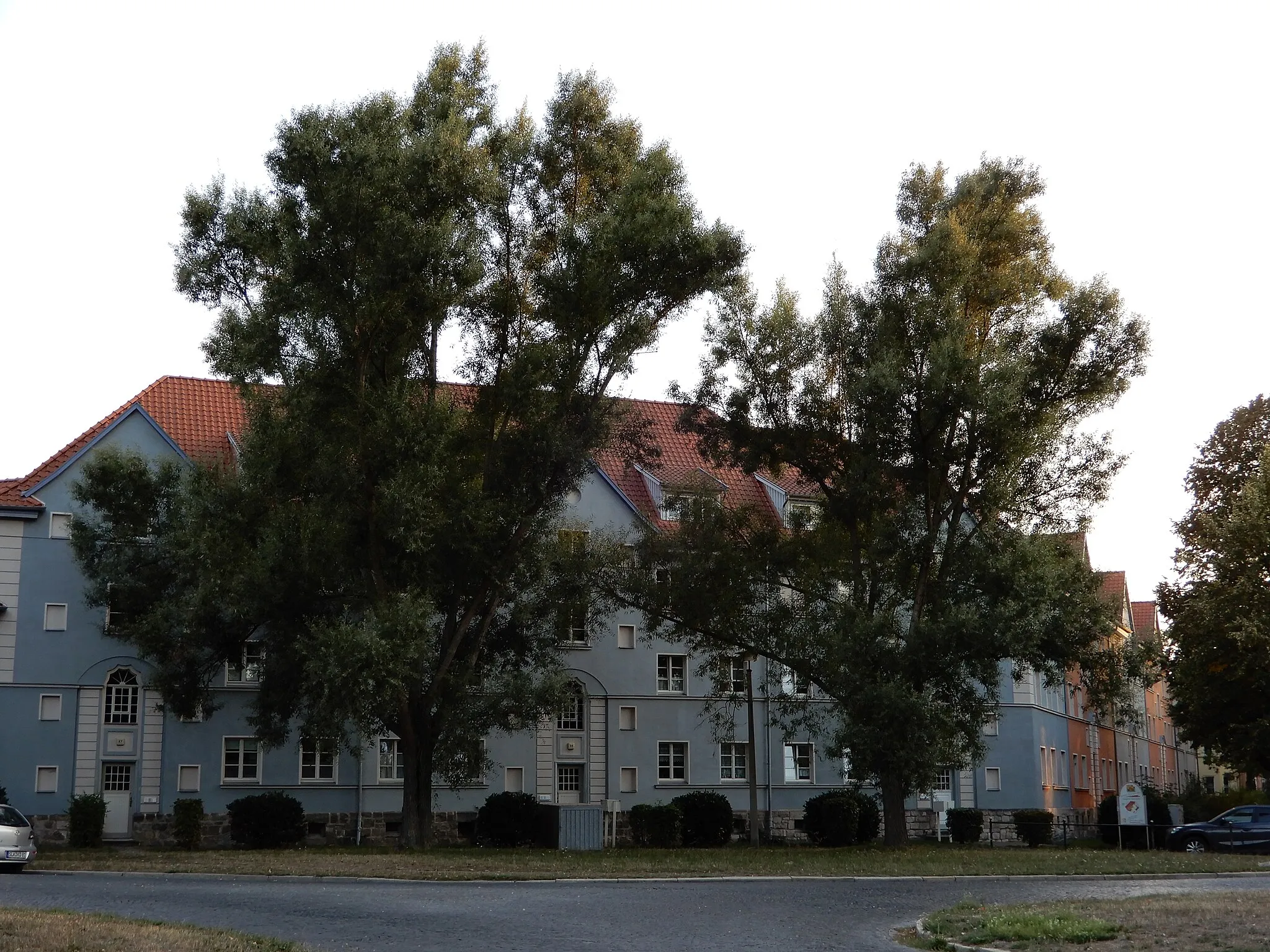 Photo showing: Bäume am Heinrichplatz in Quedlinburg