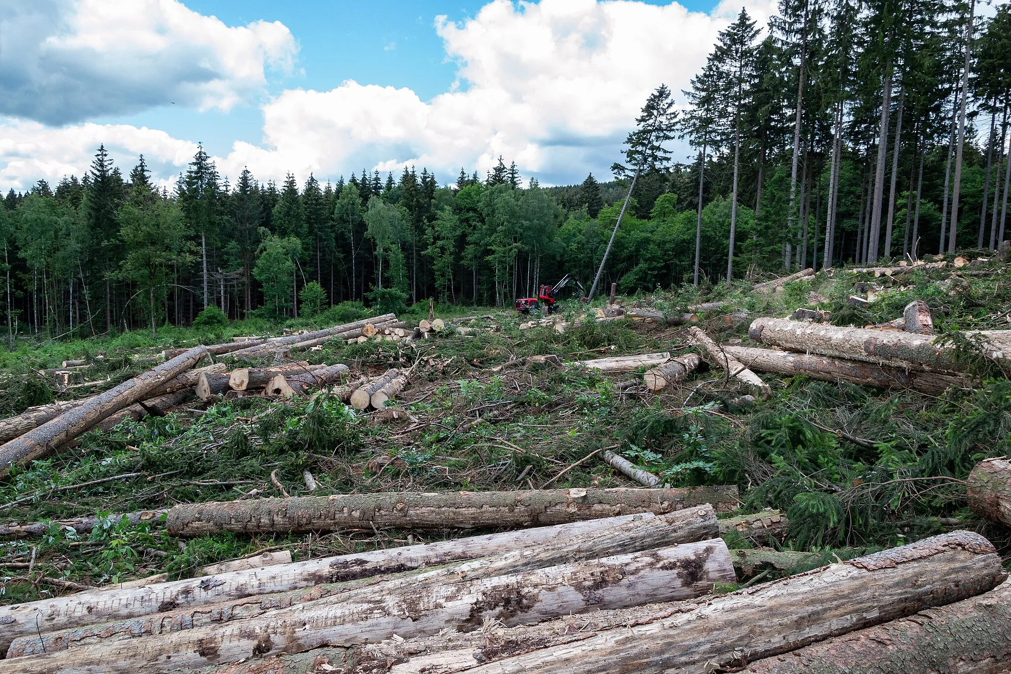 Photo showing: Trees are cut down in Drei Annen Hohne (Harz - Germany), because of the destruction due to bark beetles.