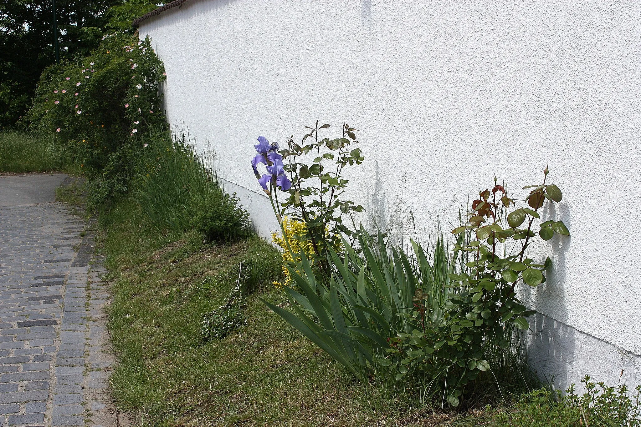 Photo showing: Steigra, flowers at a wall