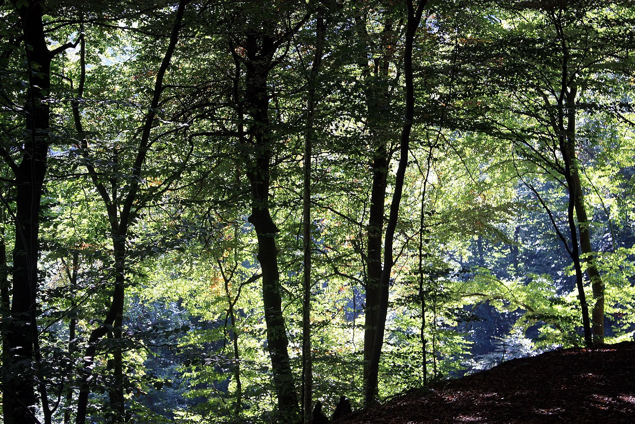 Photo showing: Forest at Kyffhäuser, in the "Rothenburg" nature reserve, Germany
