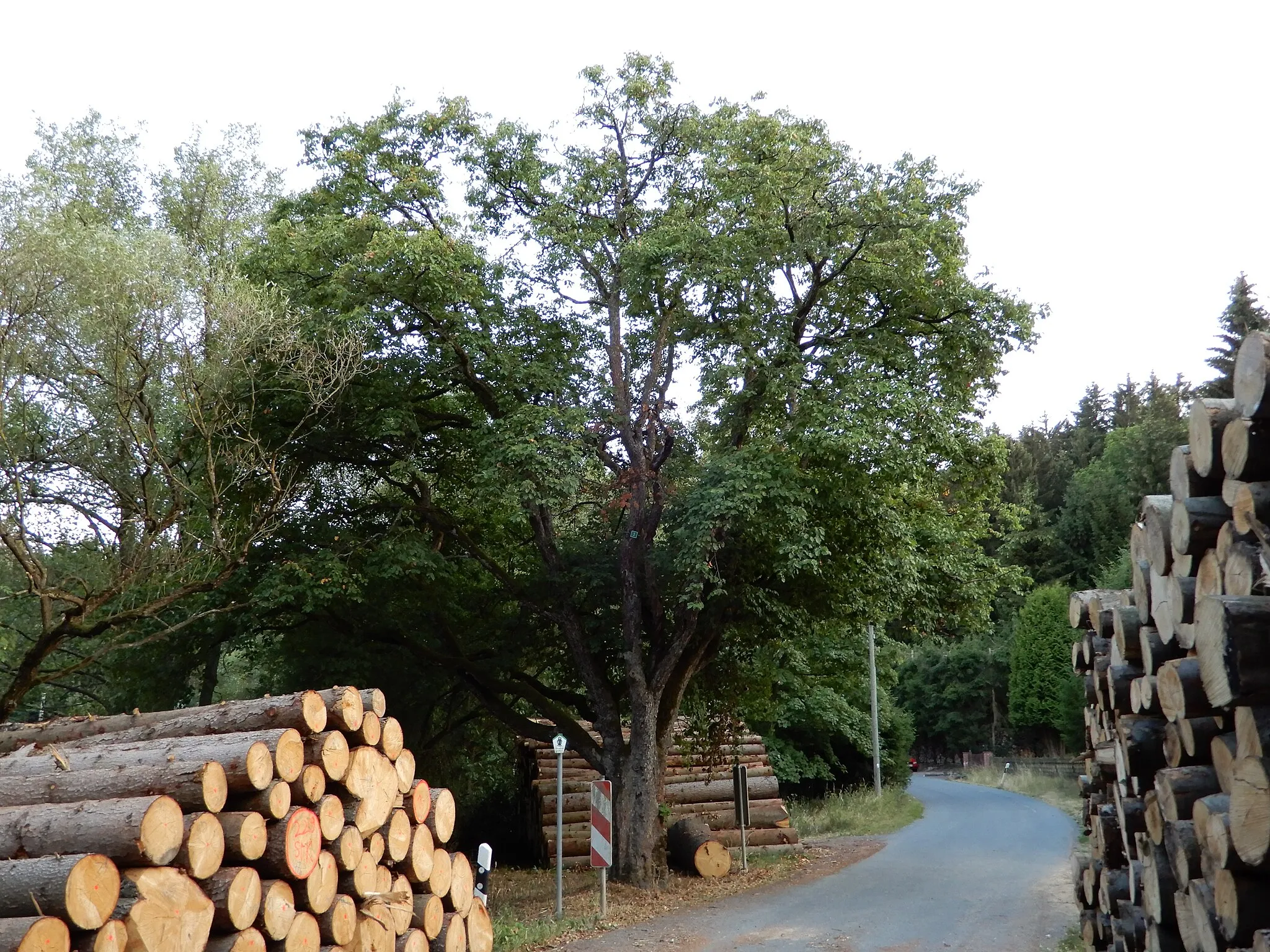 Photo showing: Naturdenkmal Elsbeere im Wippertal bei Königerode