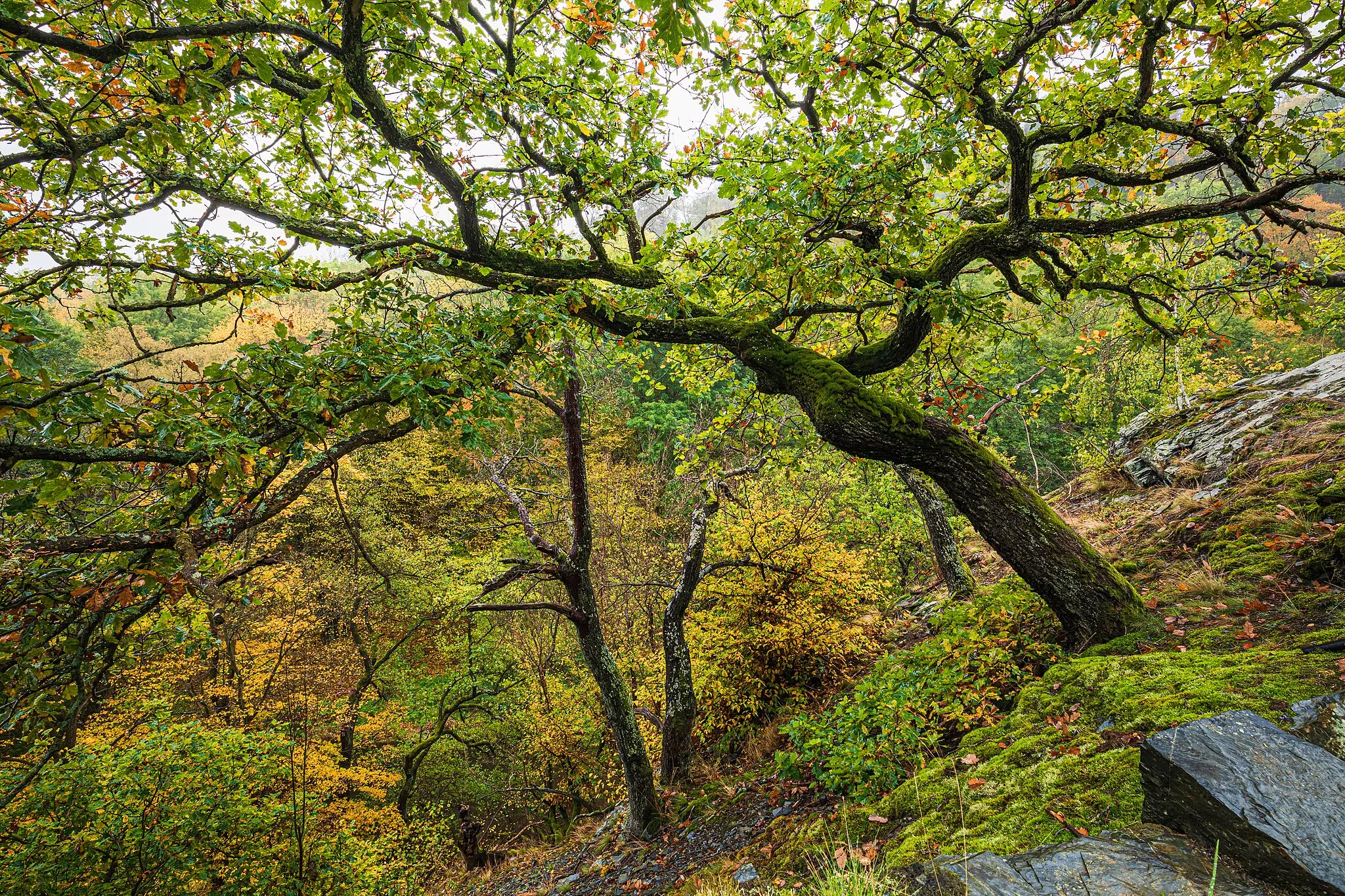 Photo showing: Bodetal