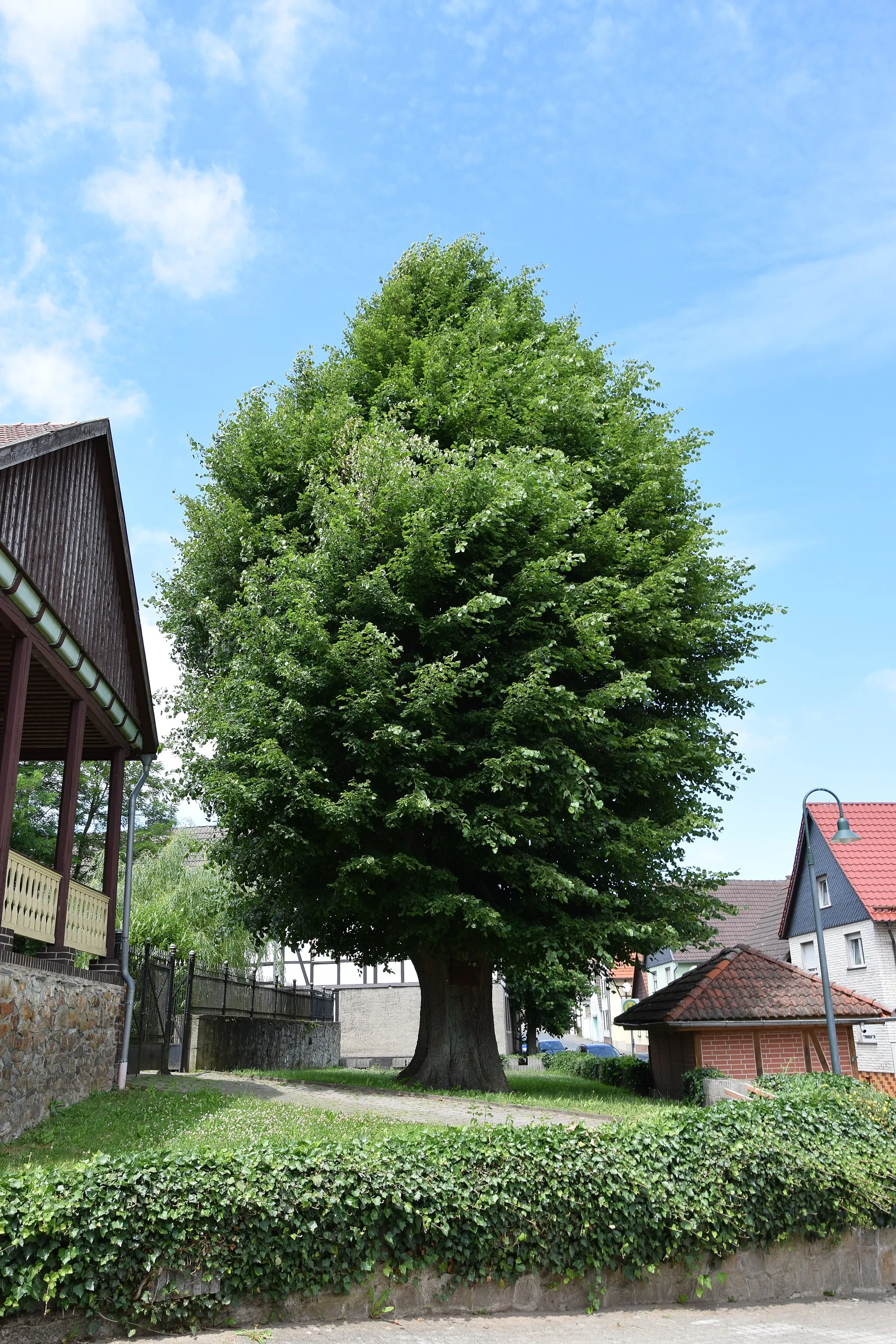 Photo showing: Schwenda, Dorflinde mit angebrachter Tafel:
Im September 1797 ließ der Dorfschulze Johann Michael Großstück diesen Lindenbaum auf dem Dorfplatz pflanzen.