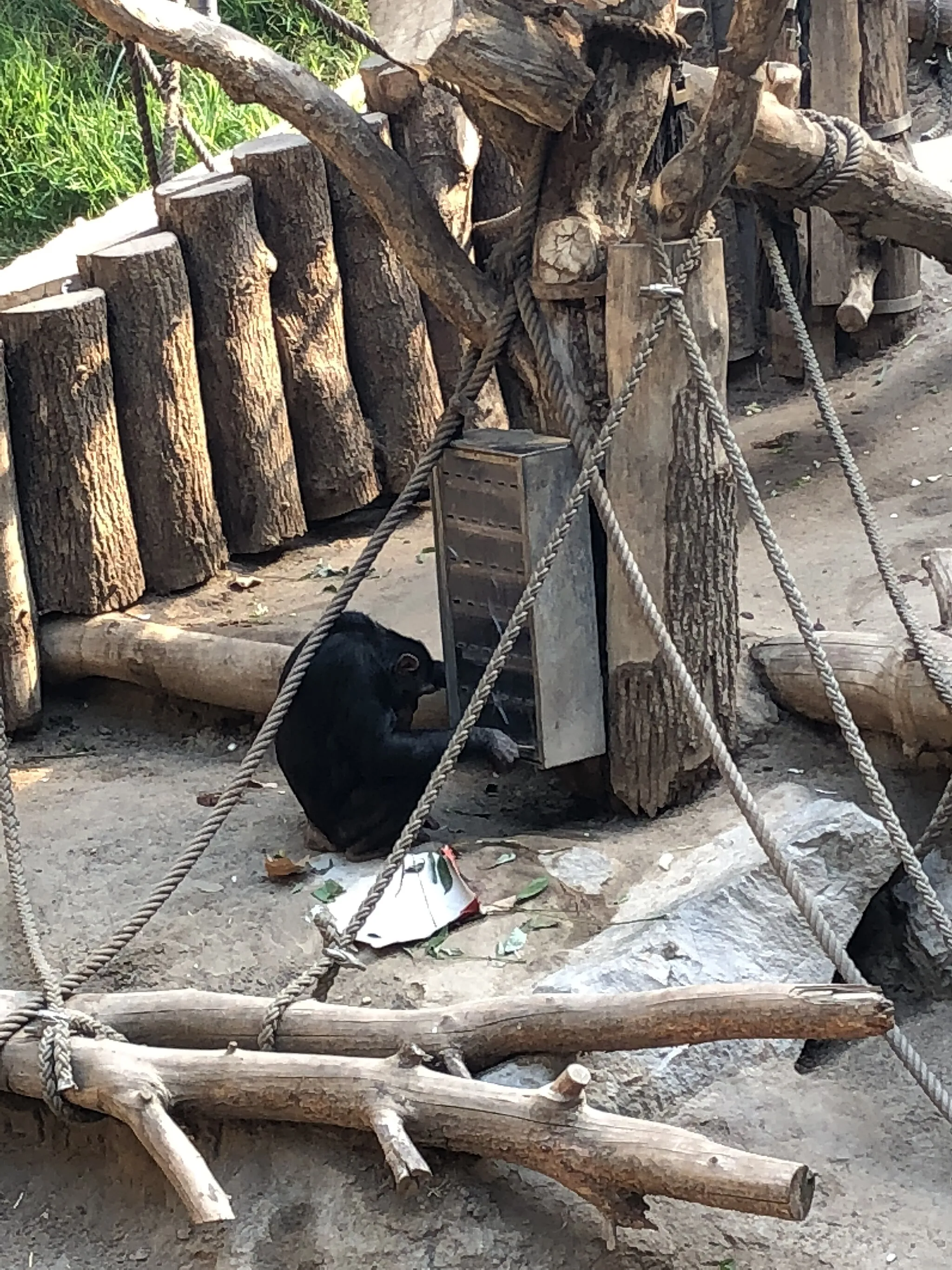 Photo showing: This is a female chimpanzee using a stick to access food provided through an enrichment puzzle box at Leipzig Zoo.