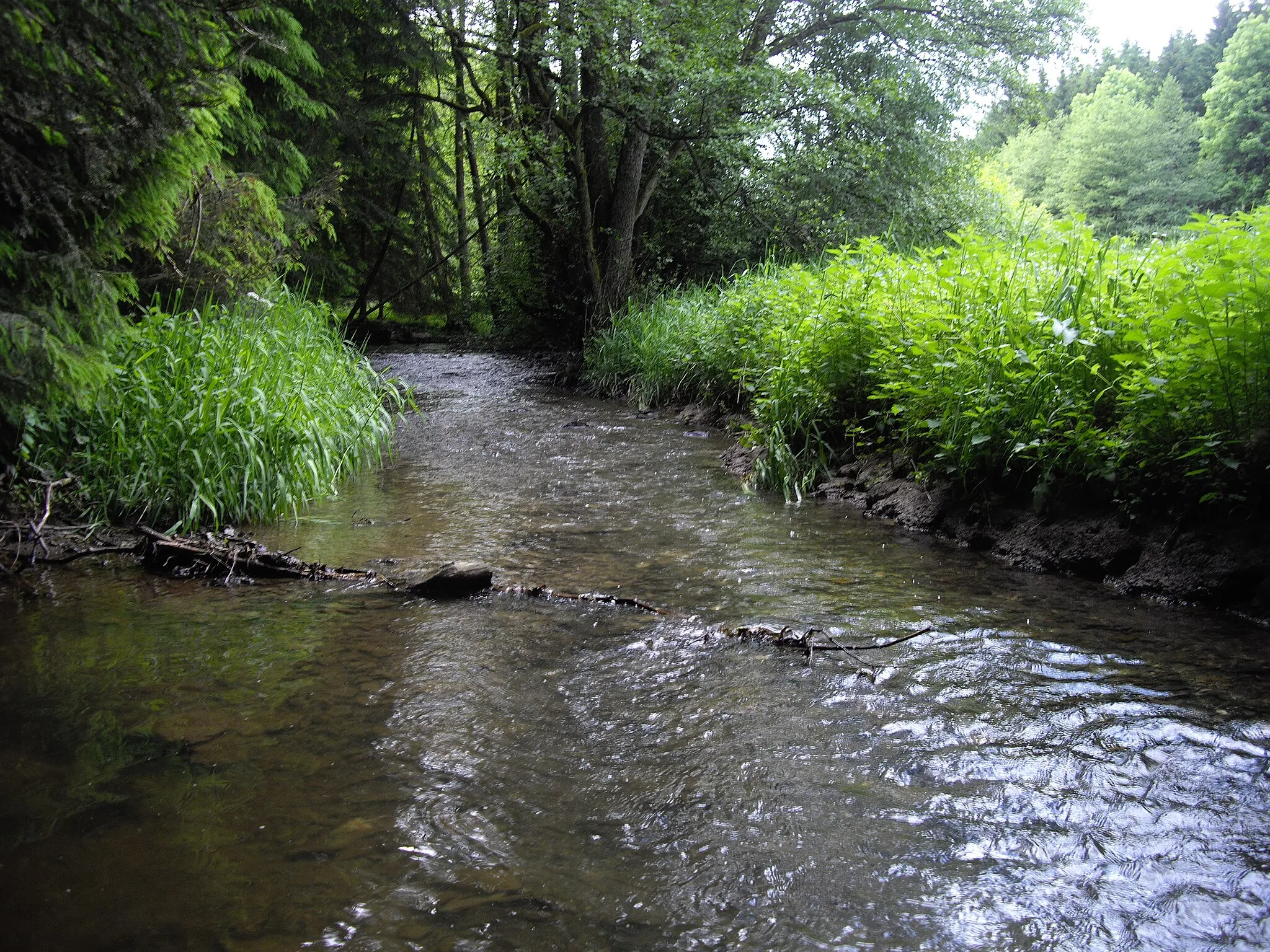 Photo showing: Die Wipper bei Dankerode im Harz