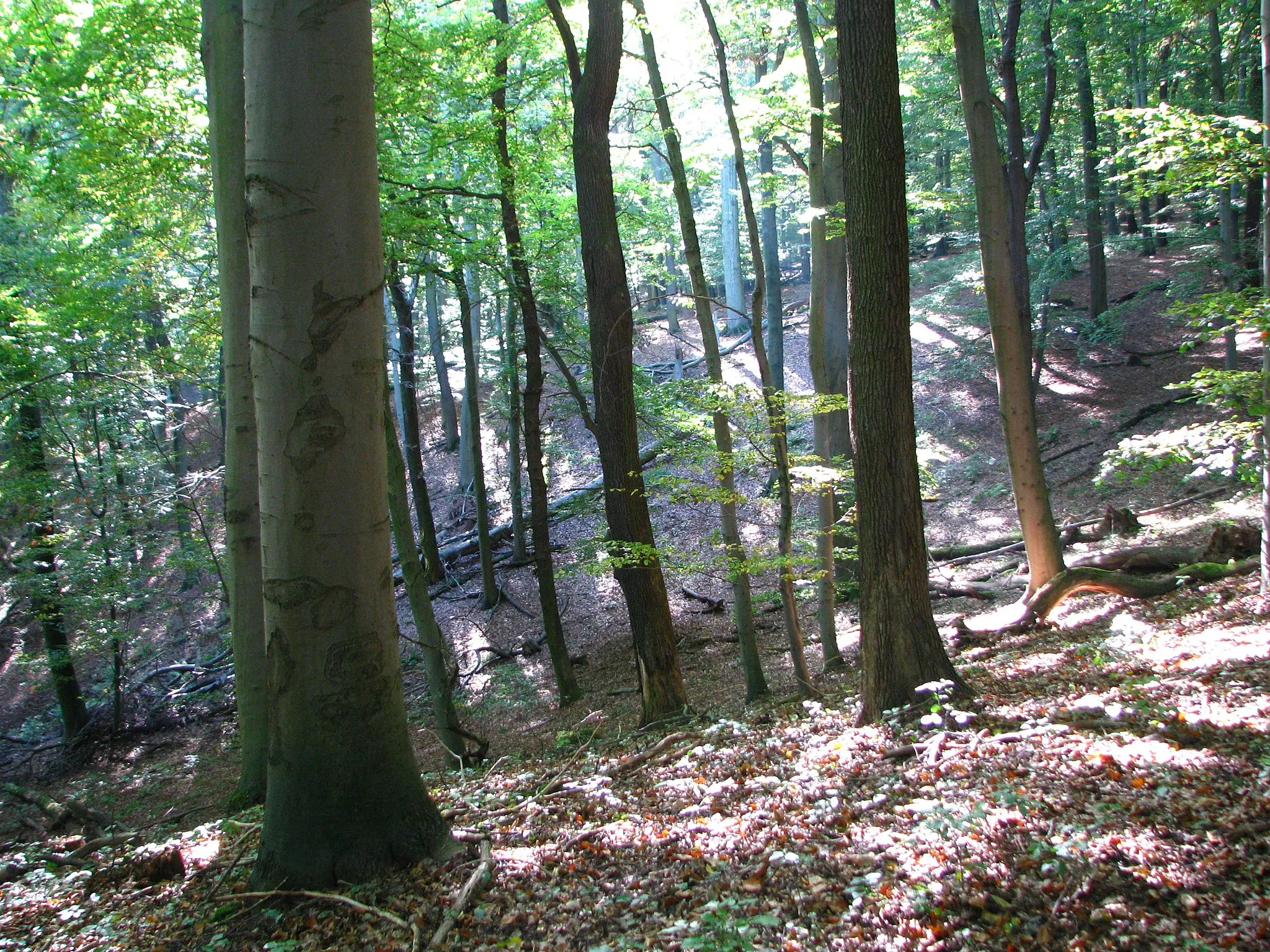 Photo showing: Alter Buchen-Mischwald mit hohem Totholzanteil in der Hohen Schrecke bei Gehofen (Thüringen).