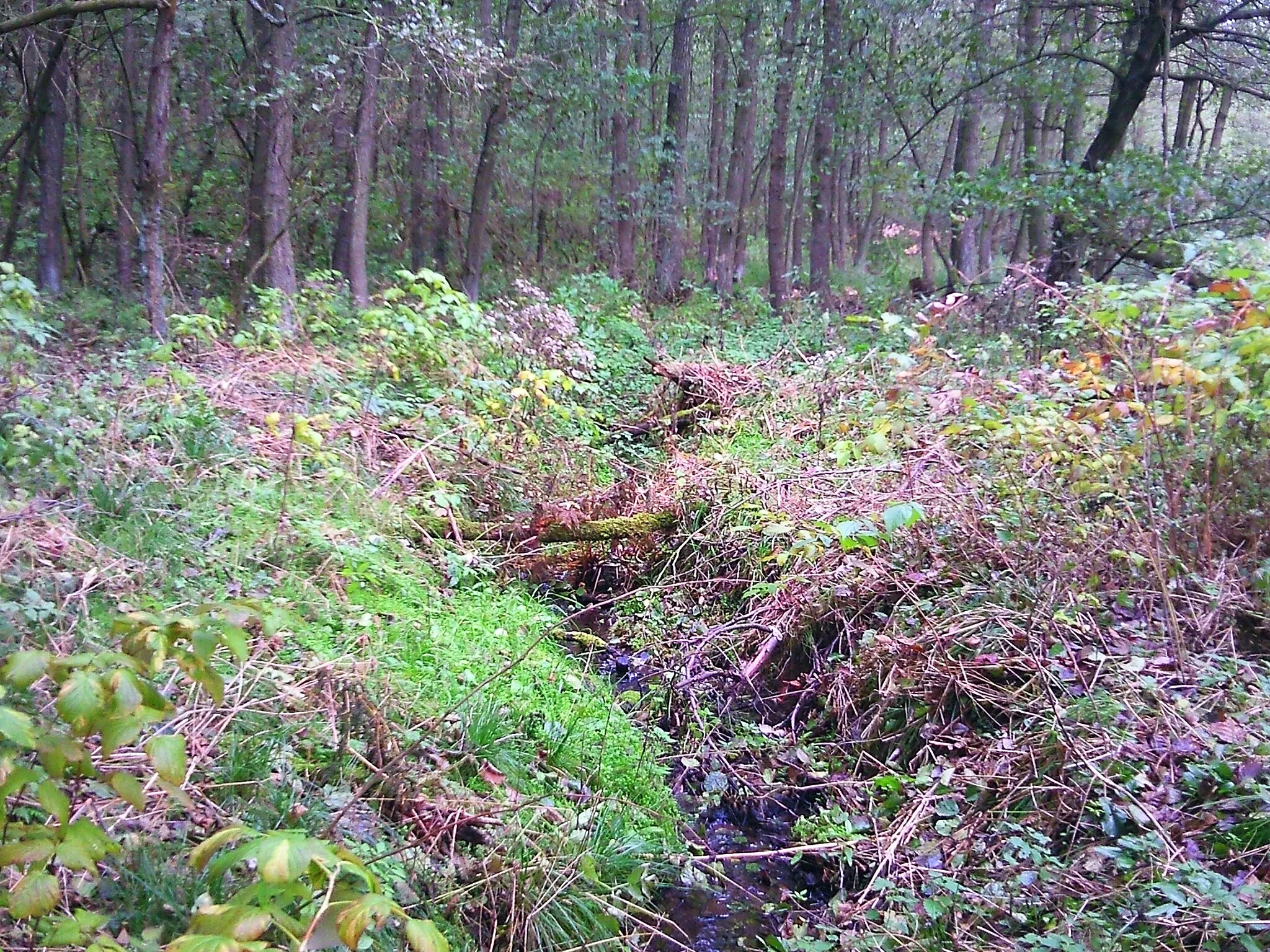 Photo showing: Pulverbach nach dem Zusammenfluß der Quellarme