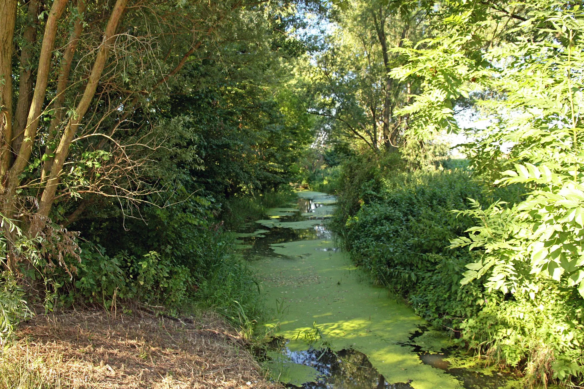 Photo showing: Hechtgraben im Einmündungsbereich der Bode zwischen Wehr und Bodebrücke.