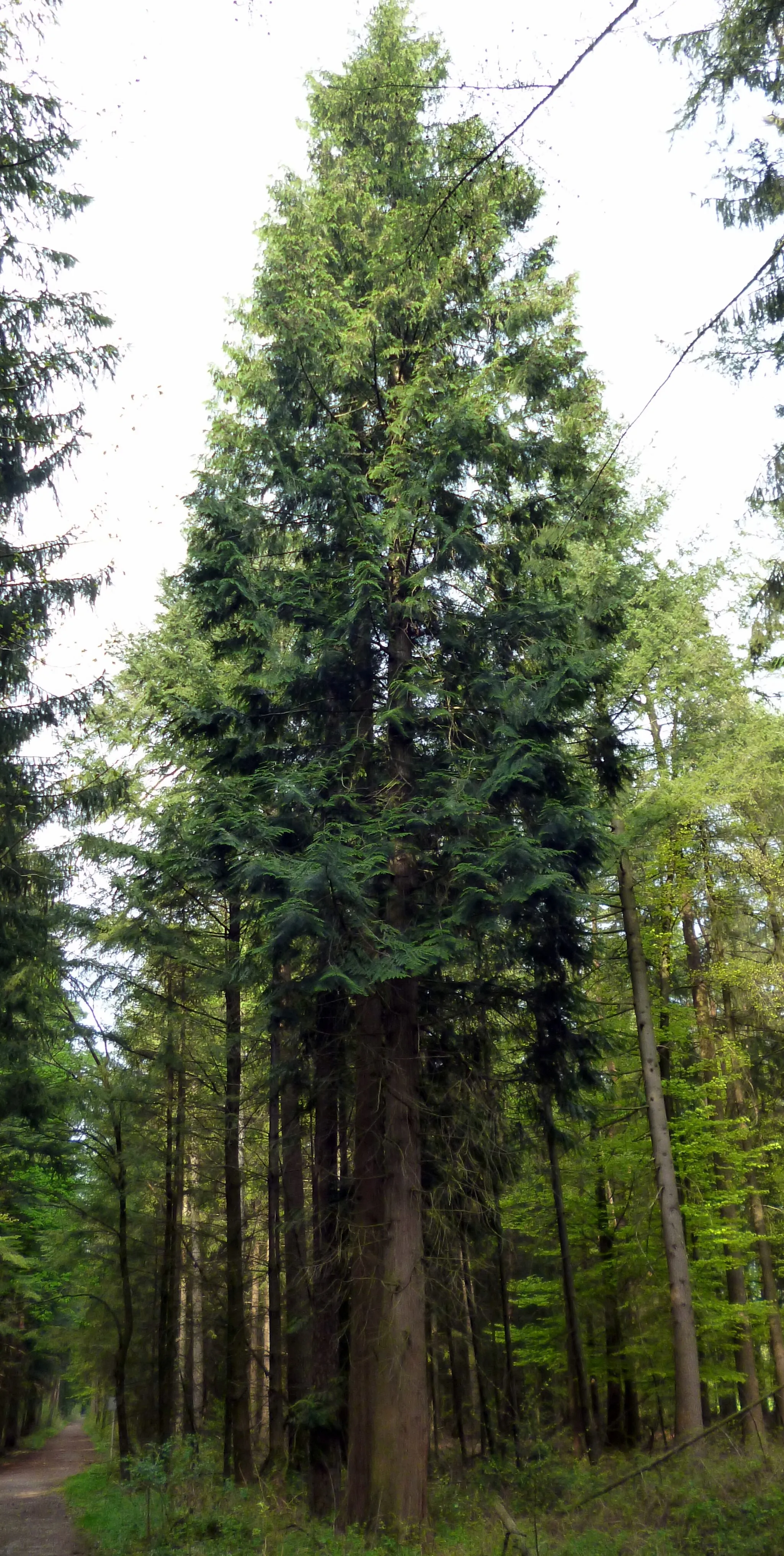 Photo showing: Thuja plicata in a mixed forest in Germany