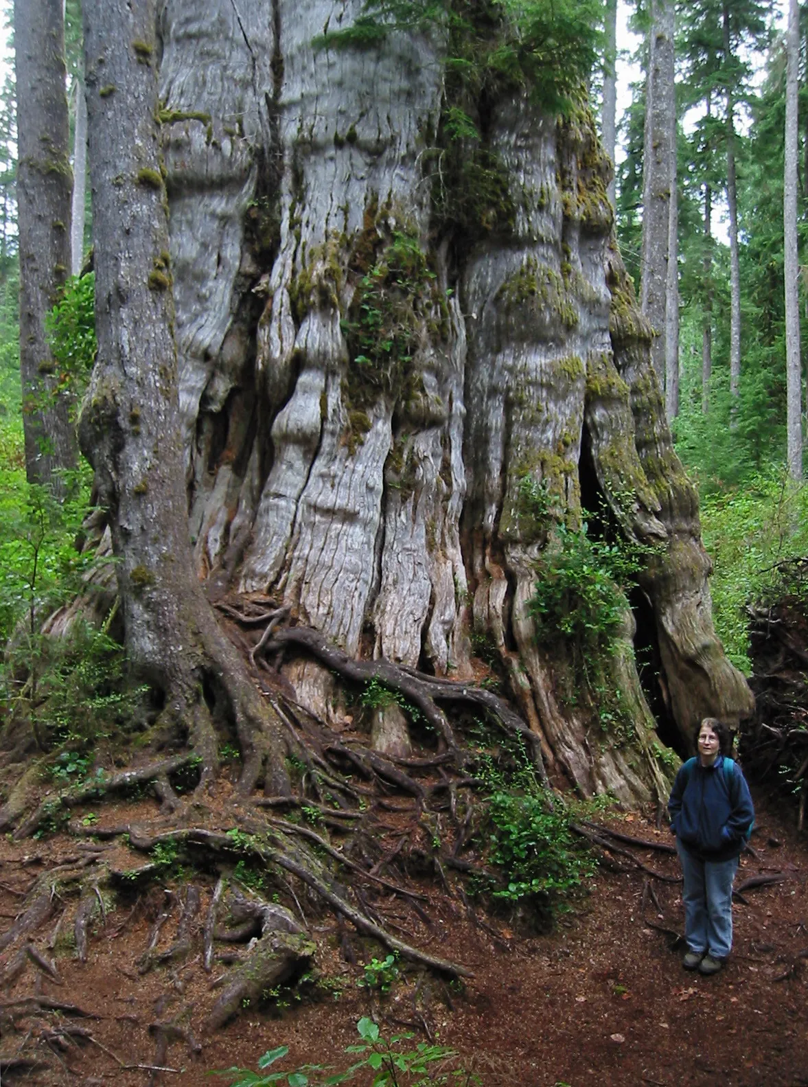 Photo showing: Until 2016 the largest Western Redcedar, in the world with a wood volume of 500 cubic meters (17650 cu. ft.). It is 53.0 m (174 ft) high with a diameter of 5.94 m (19.5 ft.) at 1.37 m (4.5 ft.) above the ground. (Van Pelt, Robert, 2001, Forest Giants of the Pacific Coast, University of Washington Press.)