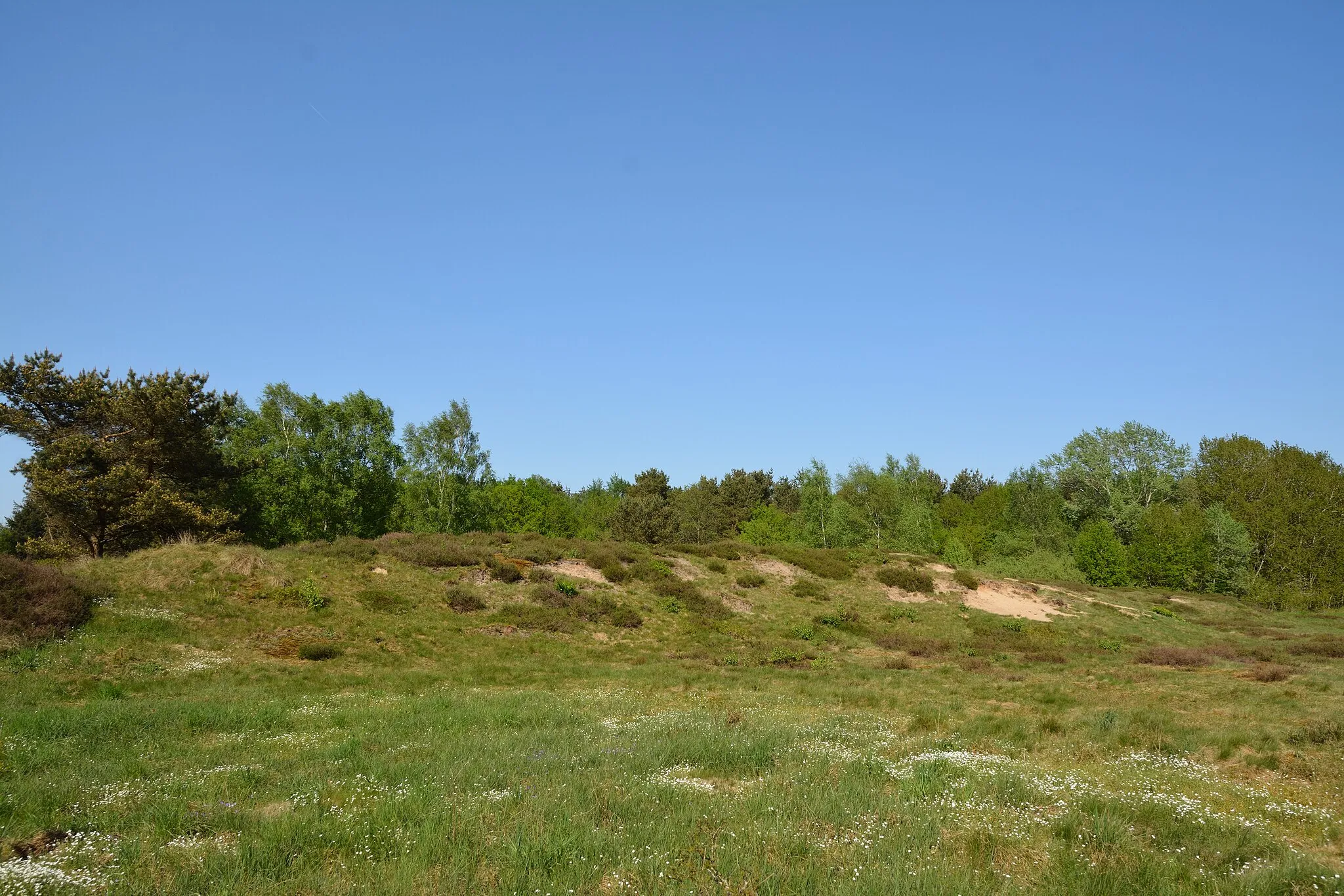 Photo showing: Der Rüsterberg (plattdeutsch: Rüsterbarg) ist eine Binnendüne in Schülp b. Rendsburg am Nord-Ostsee-Kanal. Es ist das Geotop "Binnendünen bei Rüsterberge" mit der Nummer "Du 020" im Kreis Rendsburg-Eckernförde.