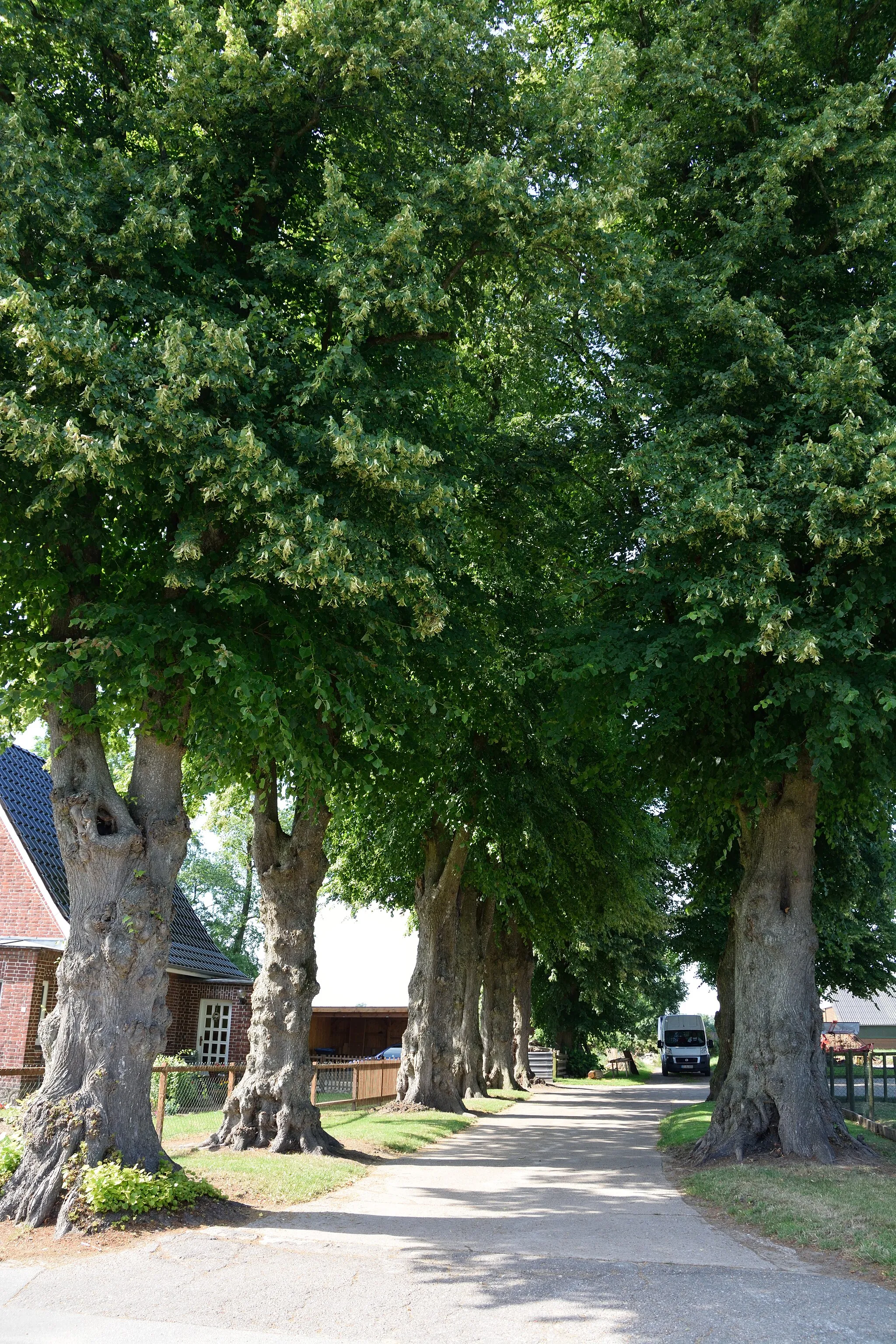 Photo showing: Natural monument (No. 14) in the Steinburg district in Drage.