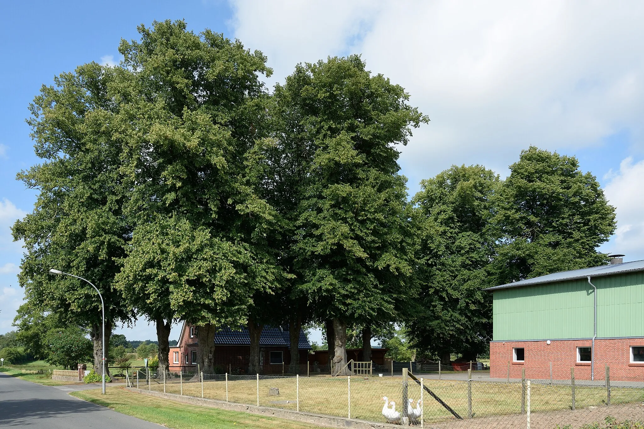 Photo showing: Natural monument (No. 14) in the Steinburg district in Drage.