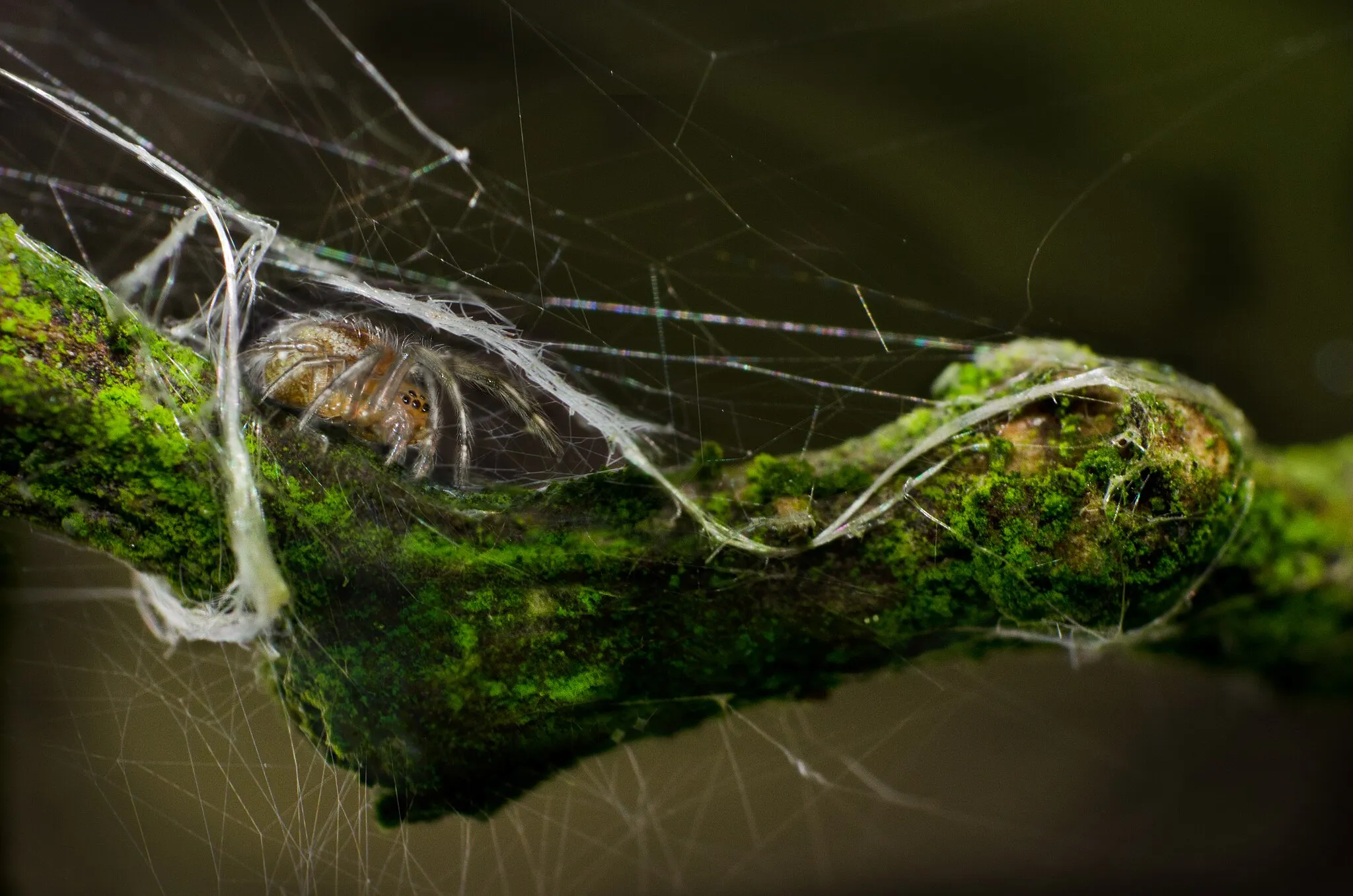Photo showing: Spinnen sind wohl eine der gefürchtetsten Kriecher. Sie sehen seltsam aus mit ihren vielen Beinen und Augen, sie spinnen große Netze worin sich ihre Mahlzeit verfängt, und man weiß nie wo sie lauern.
Wenn man sie jedoch etwas näher betrachtet, dann erkennt man wie schön sie eigentlich sind. Es gibt sie in den unterschiedlichsten Farben, überseht mit detailreichen Mustern und in jeder Größe und Form.