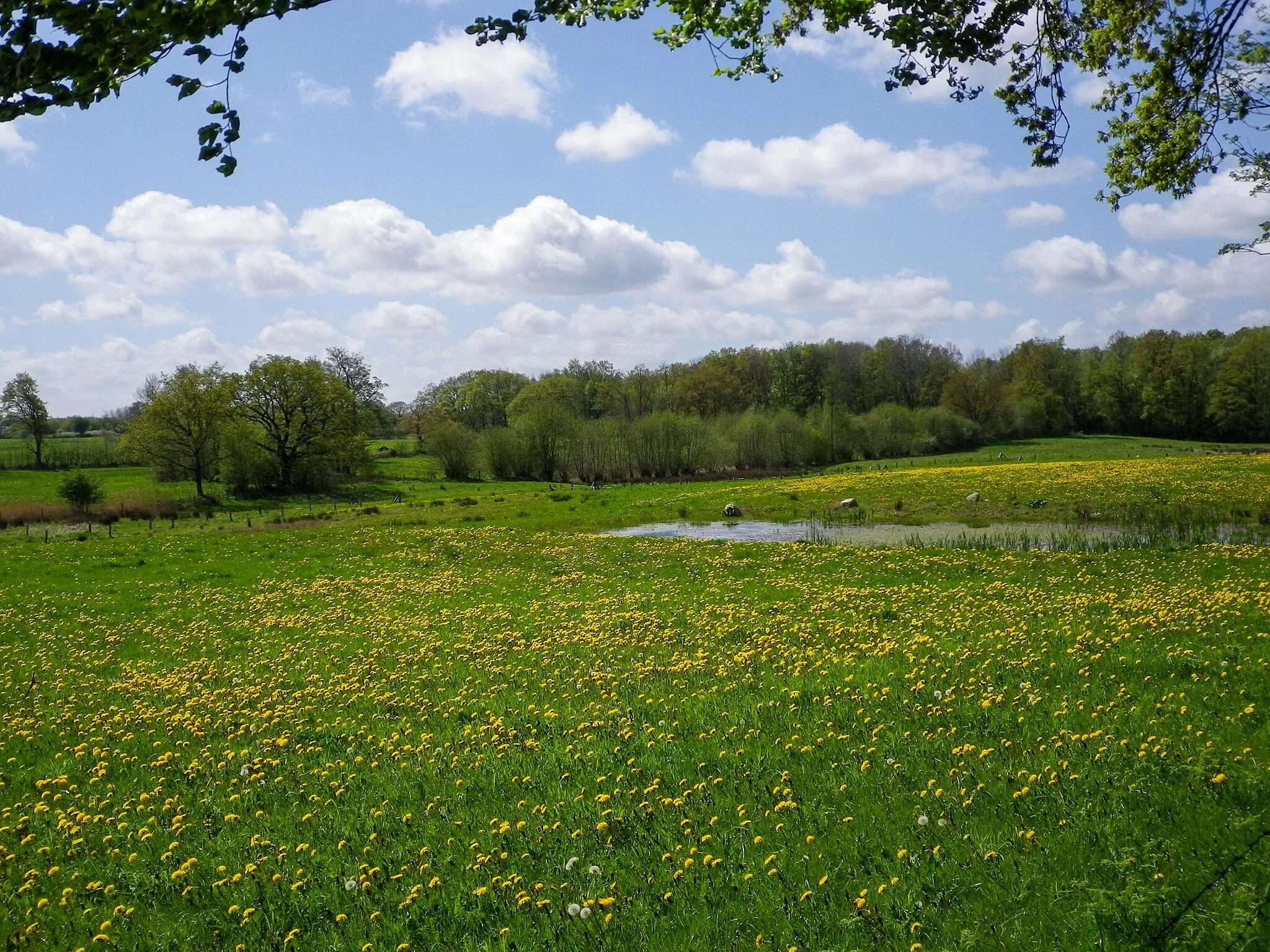 Photo showing: Naturwiese mit Kleingewässer im Süden des FFH-Teilgebietes